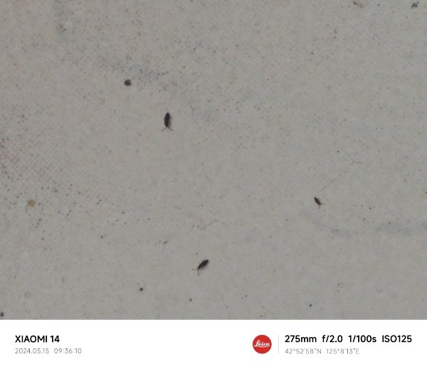 学校宿舍里不知道怎么回事,到处都是跳虫,衣柜里几乎每个角落都有