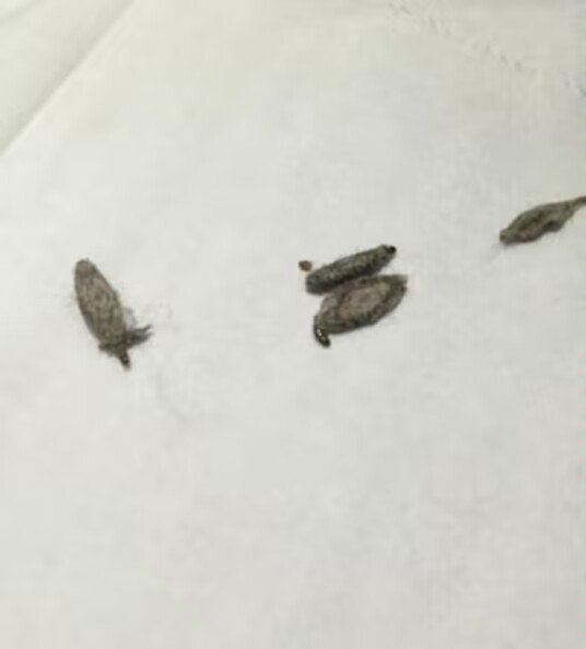 我好难受,周末出去了两天,家里多了好几个衣蛾幼虫和飞蛾,晚上根本睡