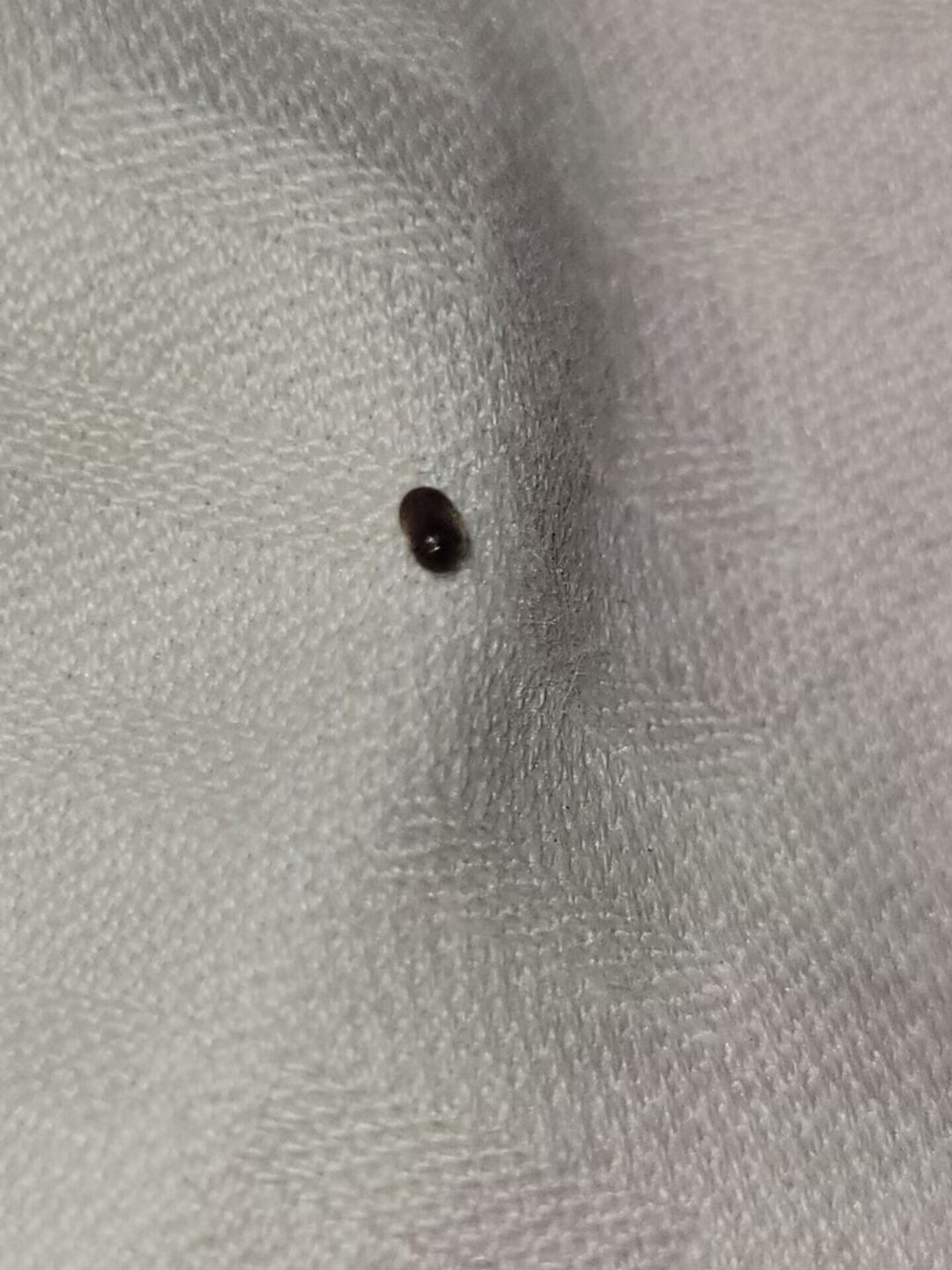 房间最近也出现好多烟甲虫这种虫子,明明卫生很干净的也没有种植物