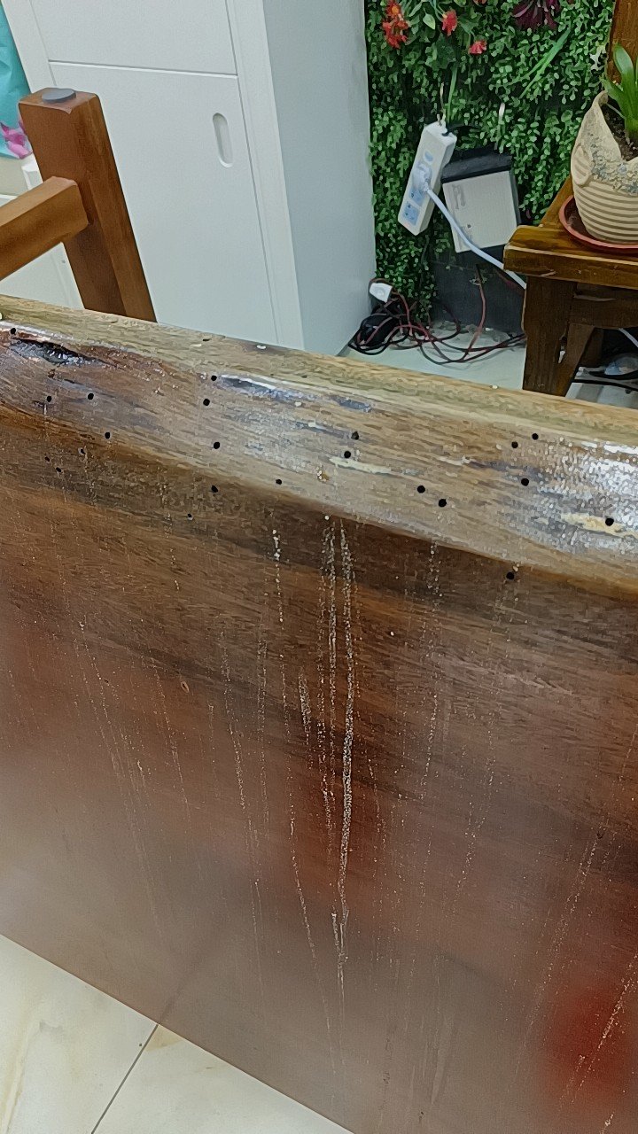 后来红书上搜集了很多资料,才知道是蛀虫,桌子都被吃空了,用净湍咀雷