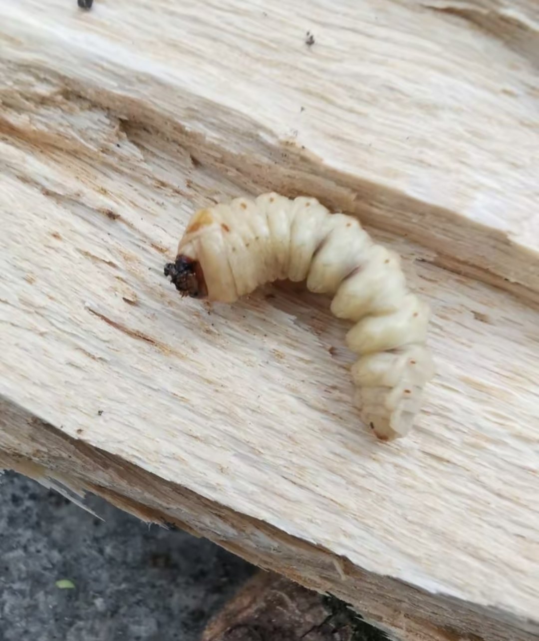 上个月在家的床上发现了一种很奇怪的小虫子,出去玩了一个月回来,收拾