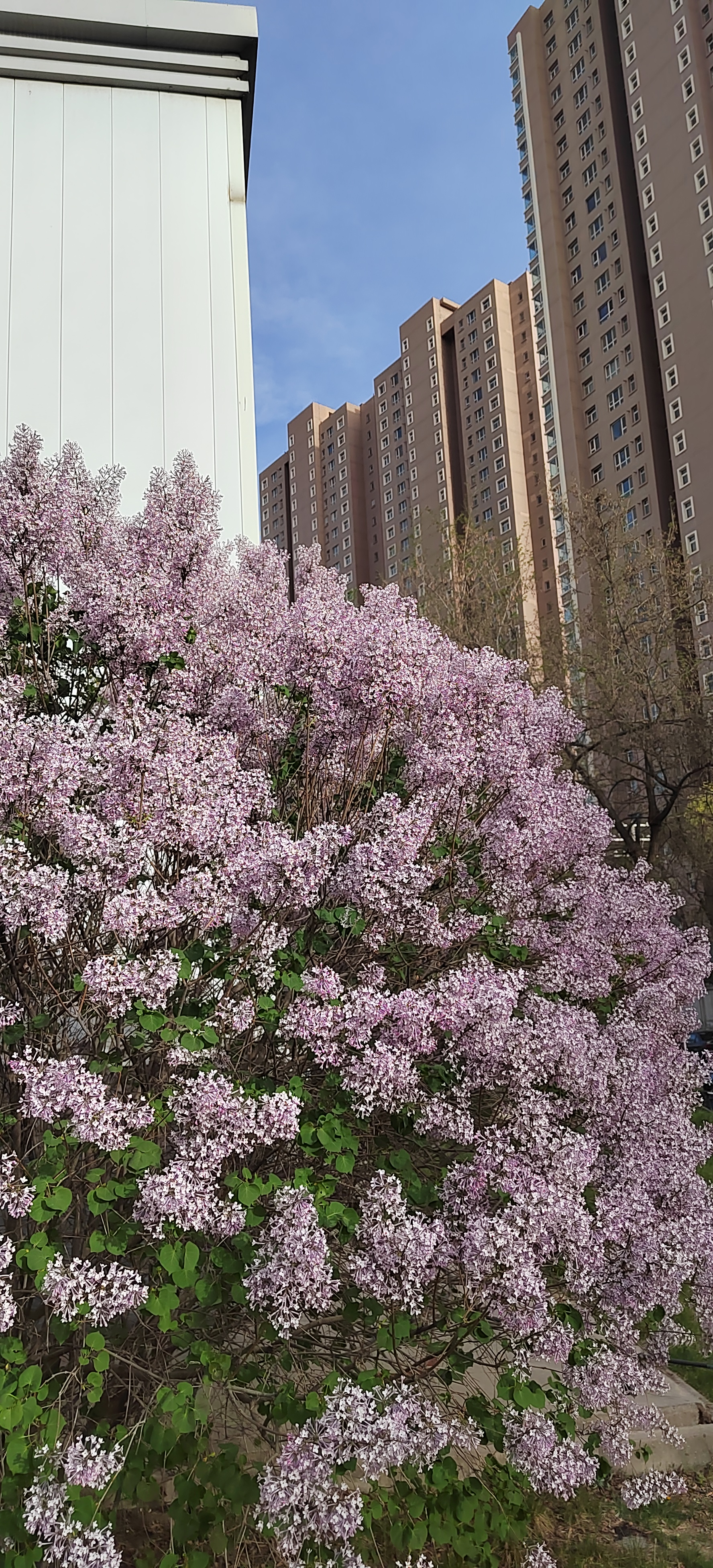 秦岭丁香图片