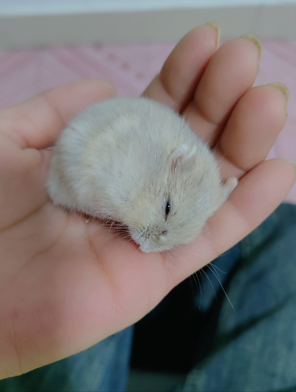 这是昨晚刚到的奶茶仓鼠,打开盒子就是这个样子,鼻子上的肉掀起来一块