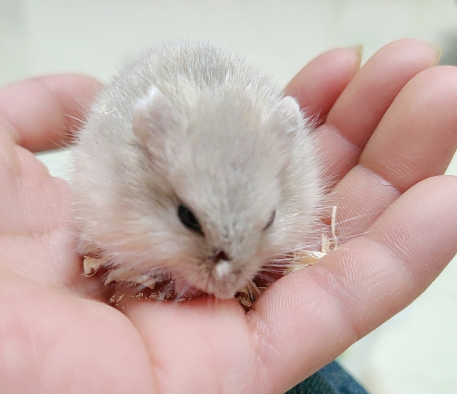 这是昨晚刚到的奶茶仓鼠,打开盒子就是这个样子,鼻子上的肉掀起来一块