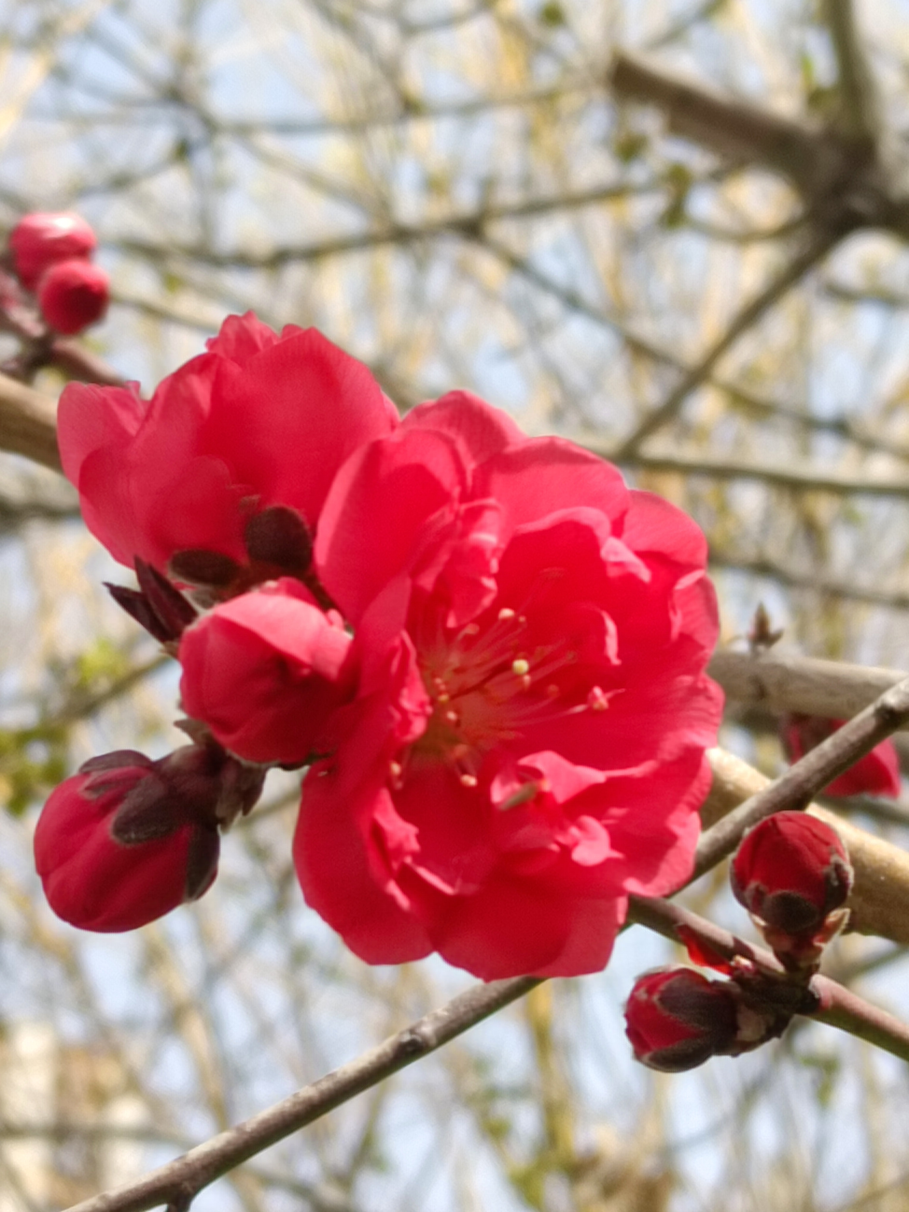 红梅花花蕊图片