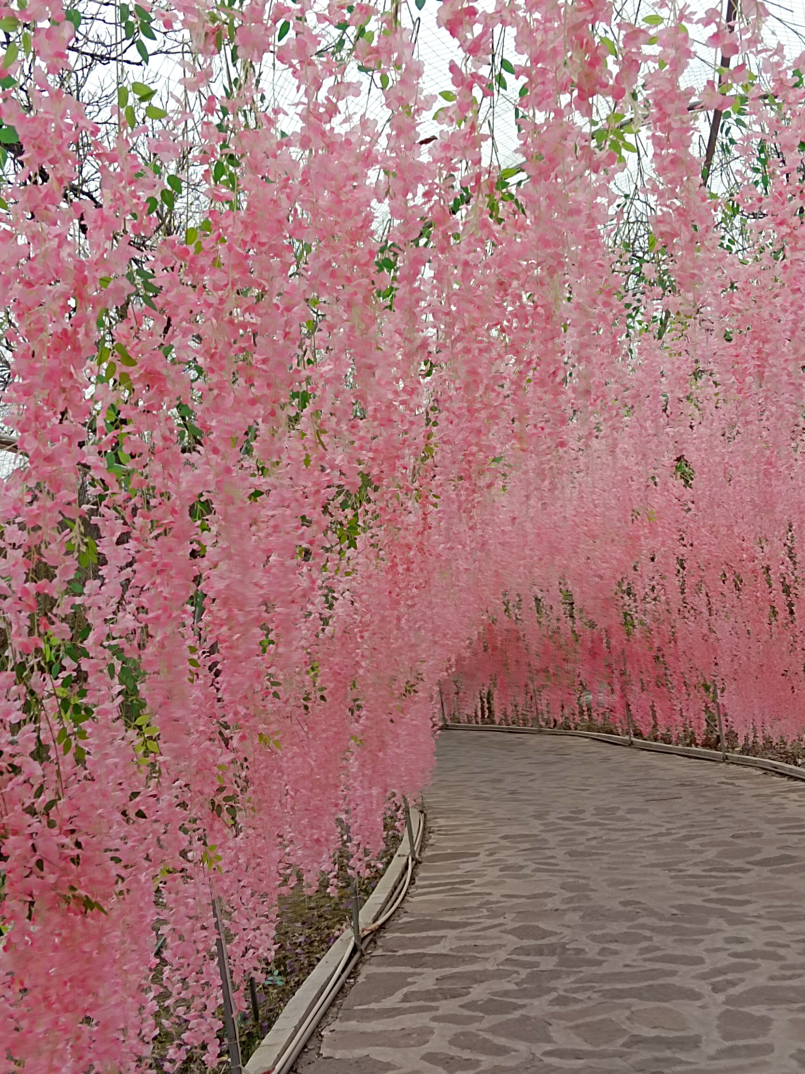 最美桃花树风景图片图片