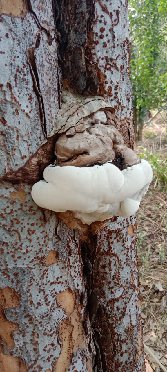 又叫(老牛舌)灰灵芝[赞同]