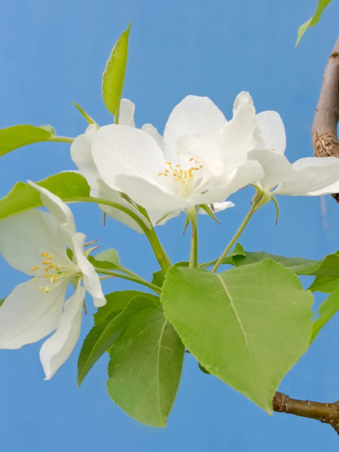 苹果树开什么颜色的花图片