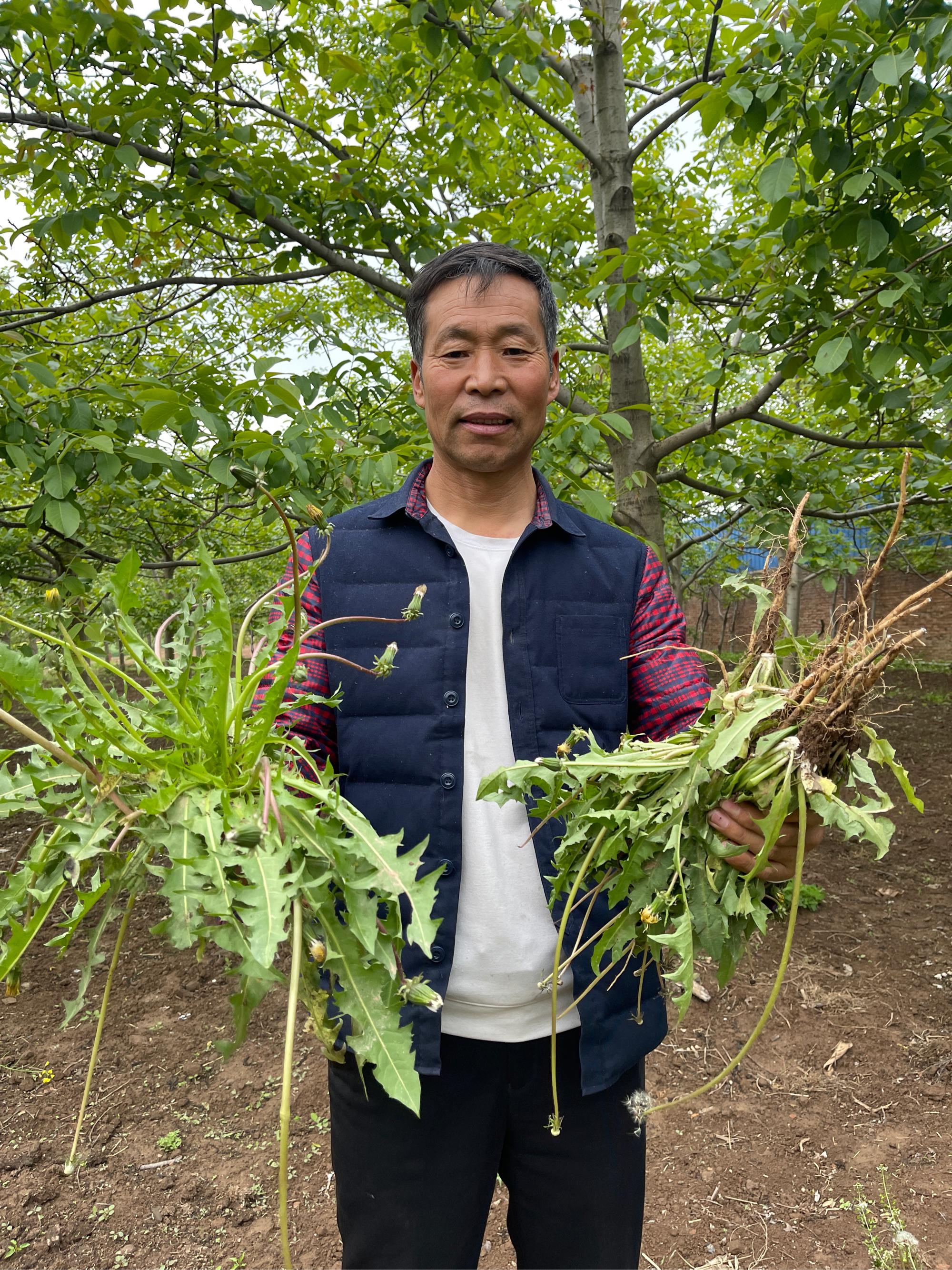 大脑瓜崩野菜图片