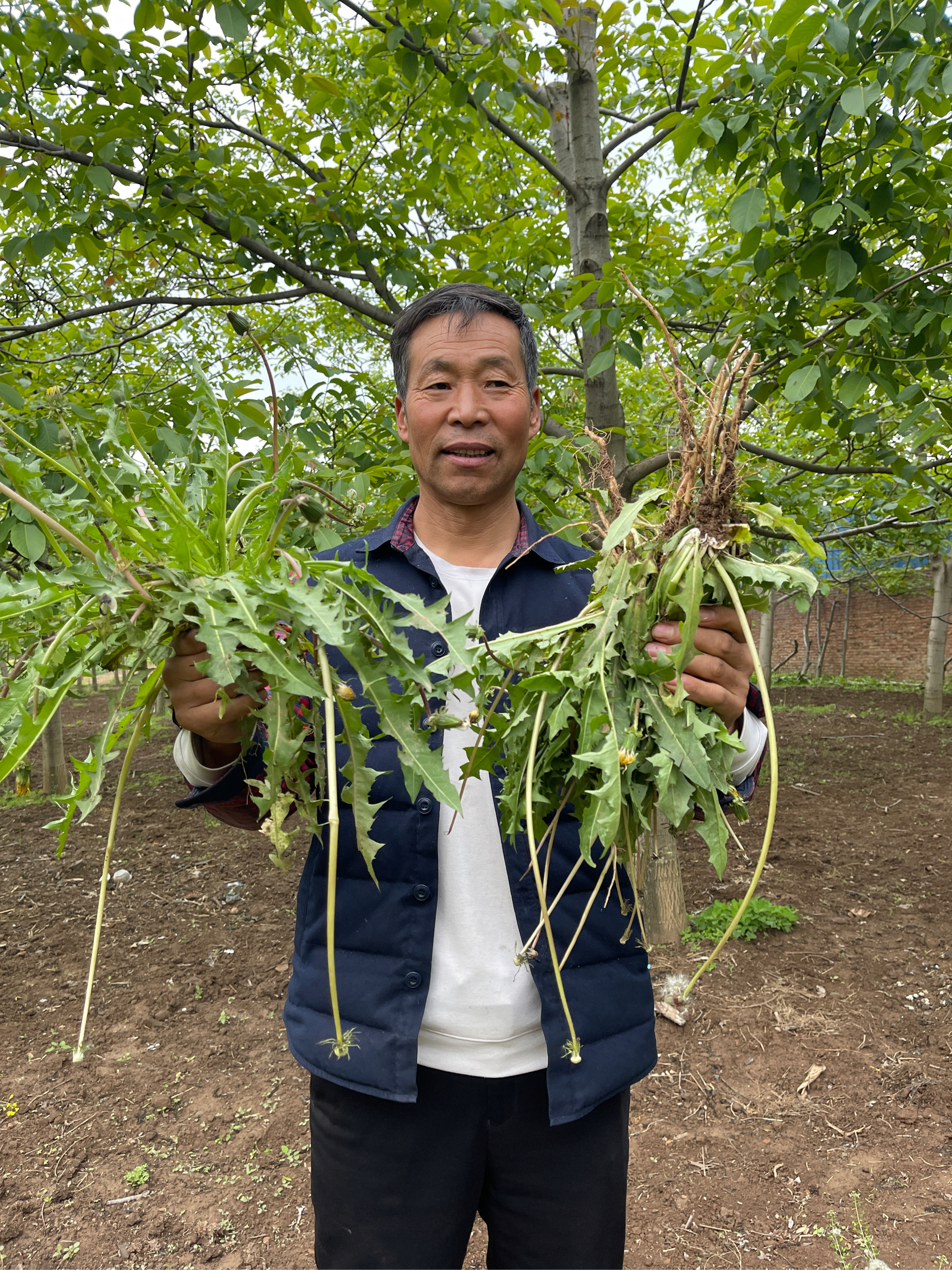 大脑瓜崩野菜图片