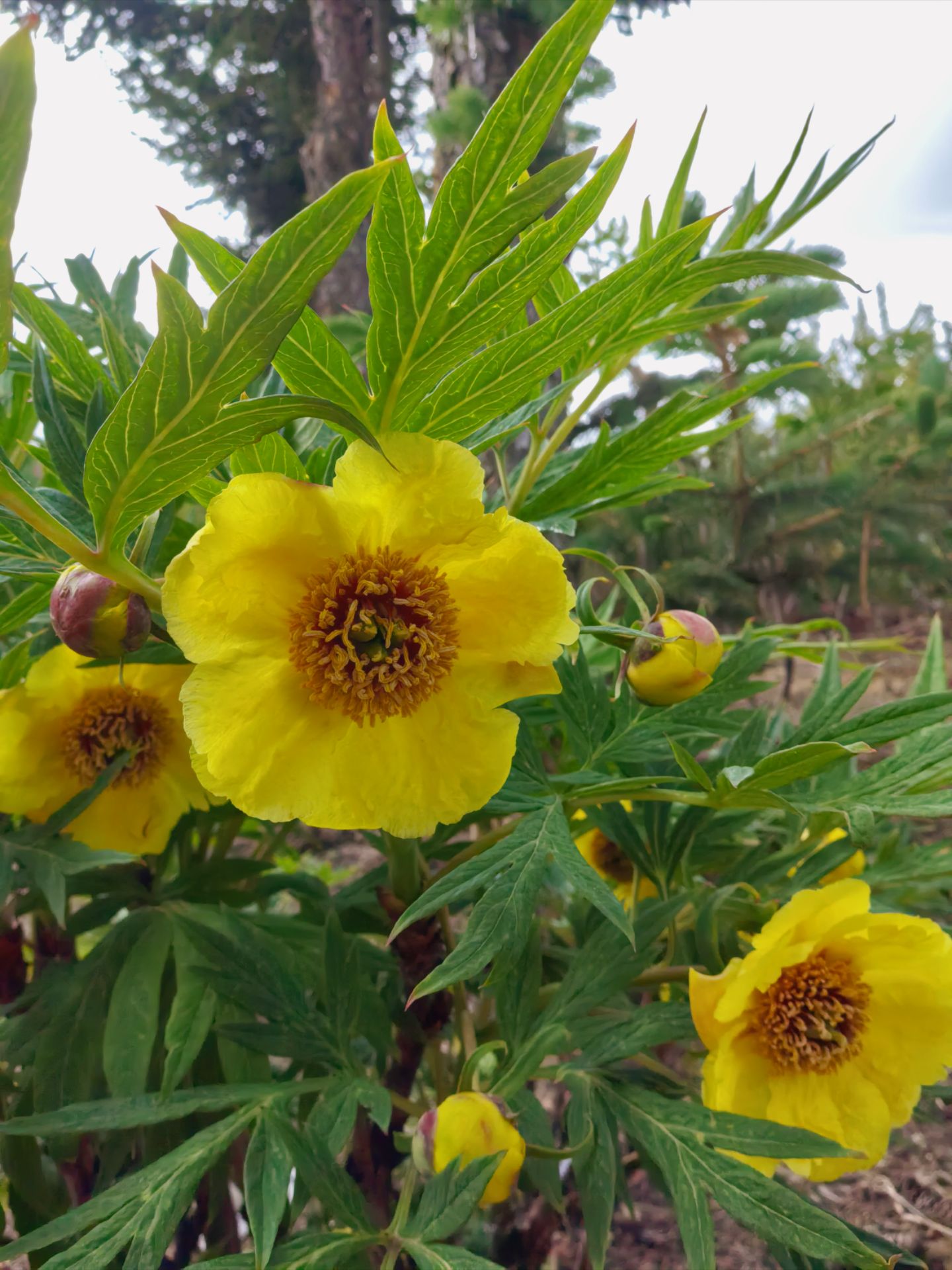 云南香格里拉格桑花卉公司牡丹花盛开中