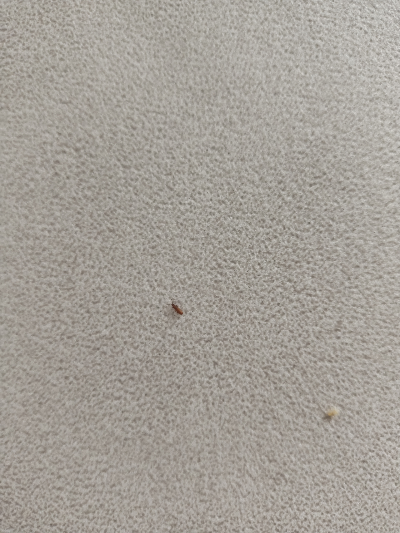这是什么虫子 怎么能消灭 有没有认识这是什么虫子的   新买的沙发 没