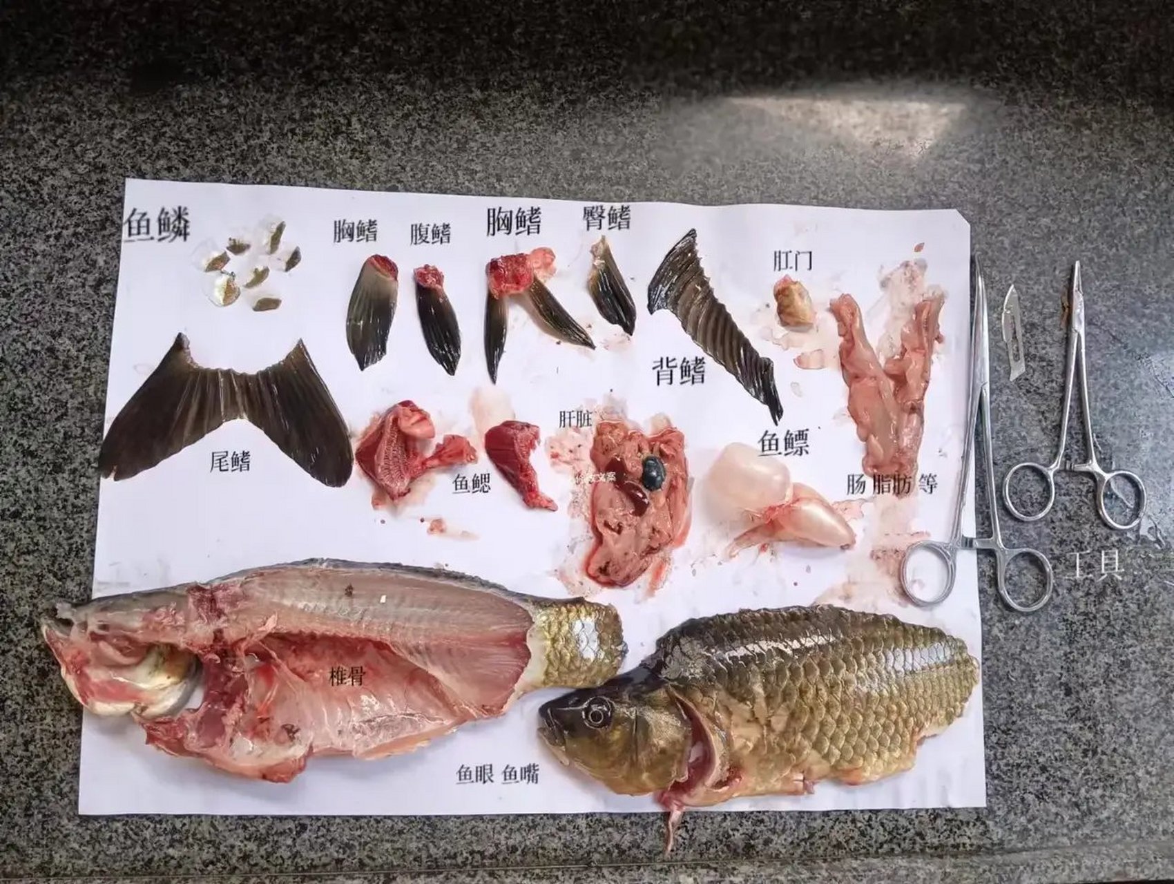 鱼的内脏解剖图