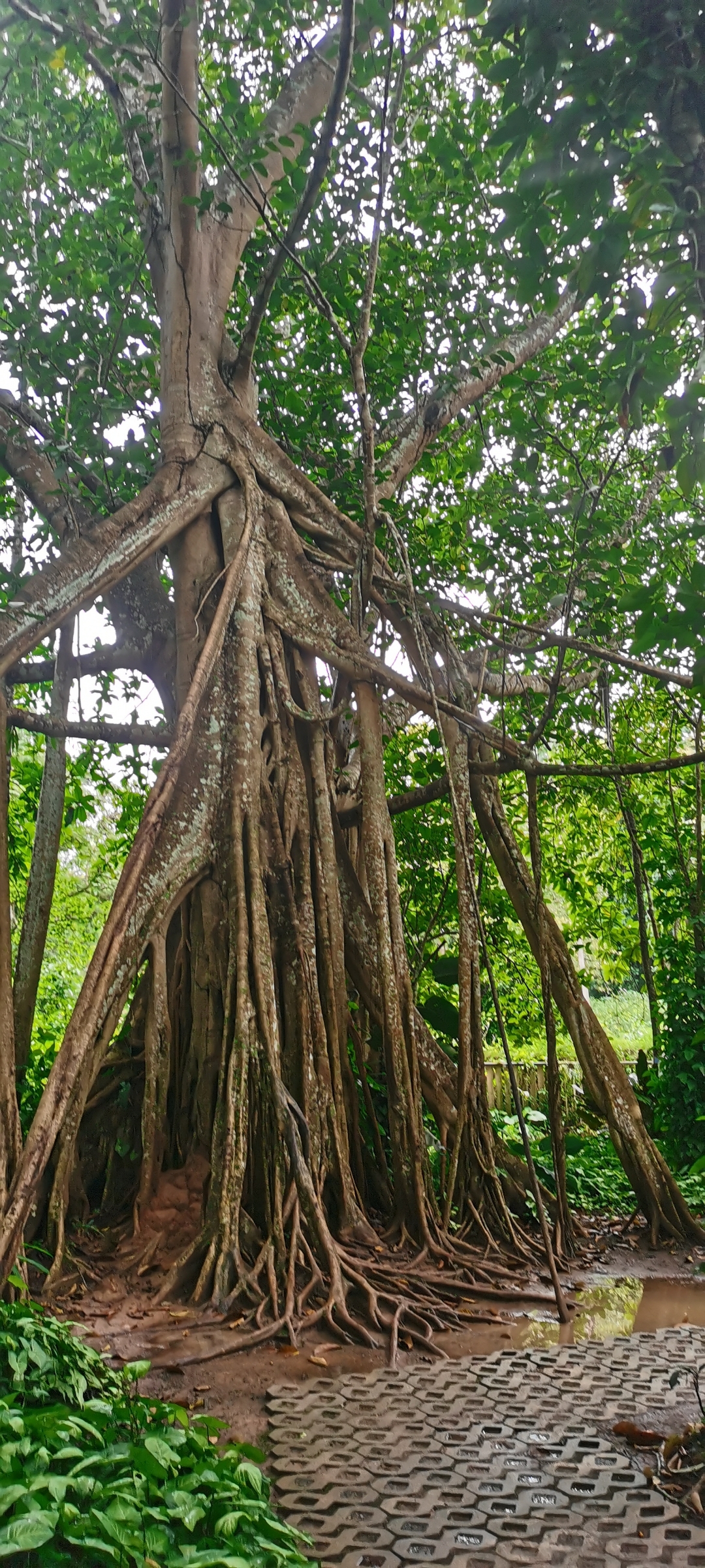 云南植物园,各种各样的植被吸引各地游客前来观赏