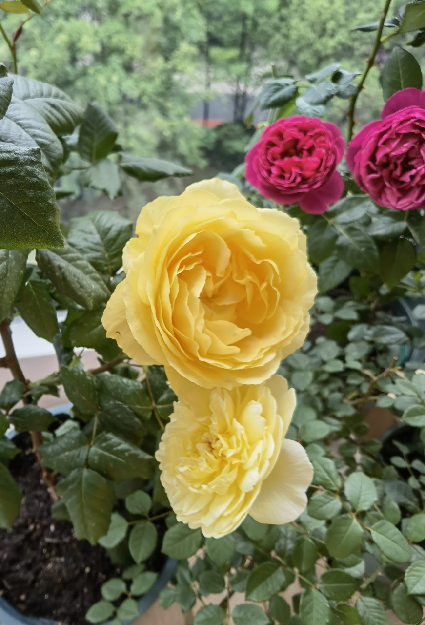 月季小黄鸡又亮又大!图二的小黄花是诗人的妻子,颜色浅多了,不过很香.