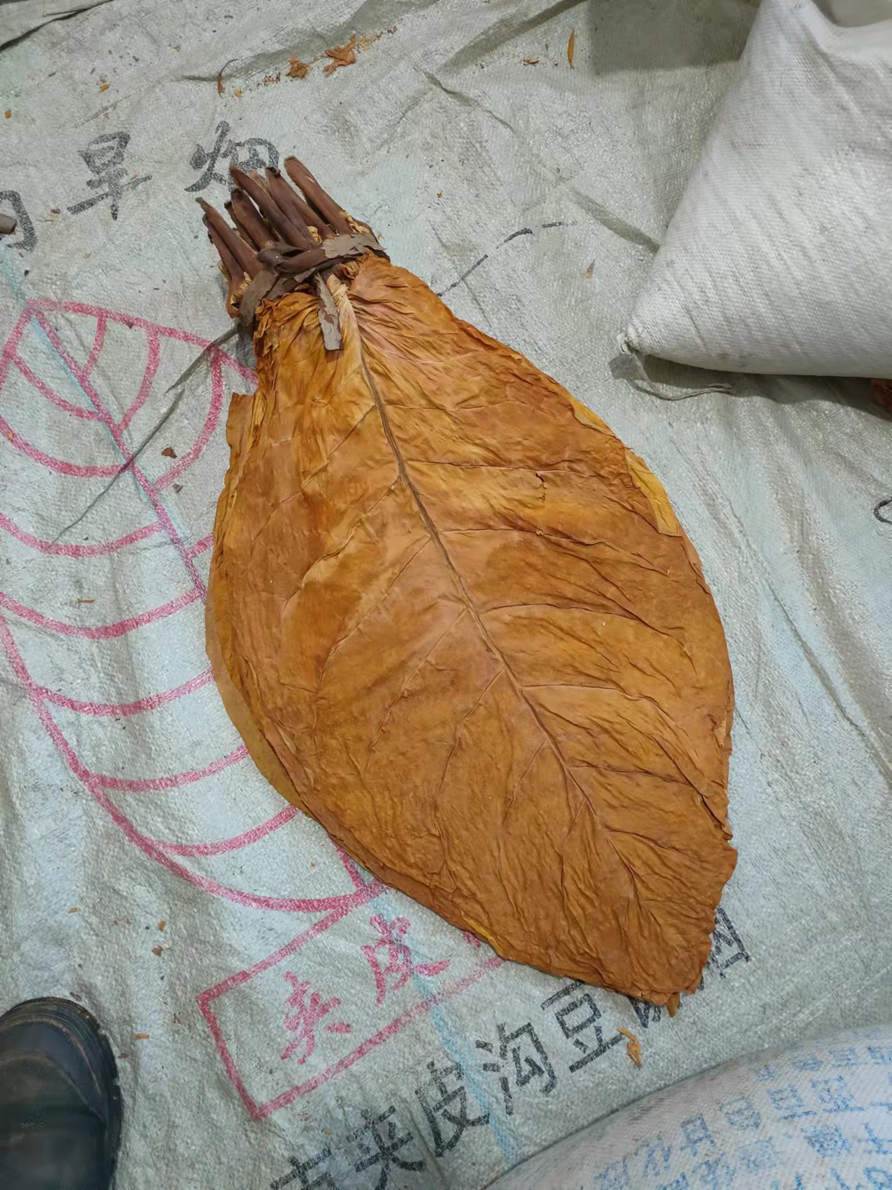 夹皮沟旱烟历史悠久,种植百年历史,农家肥,豆饼肥栽培种植,手工筛选