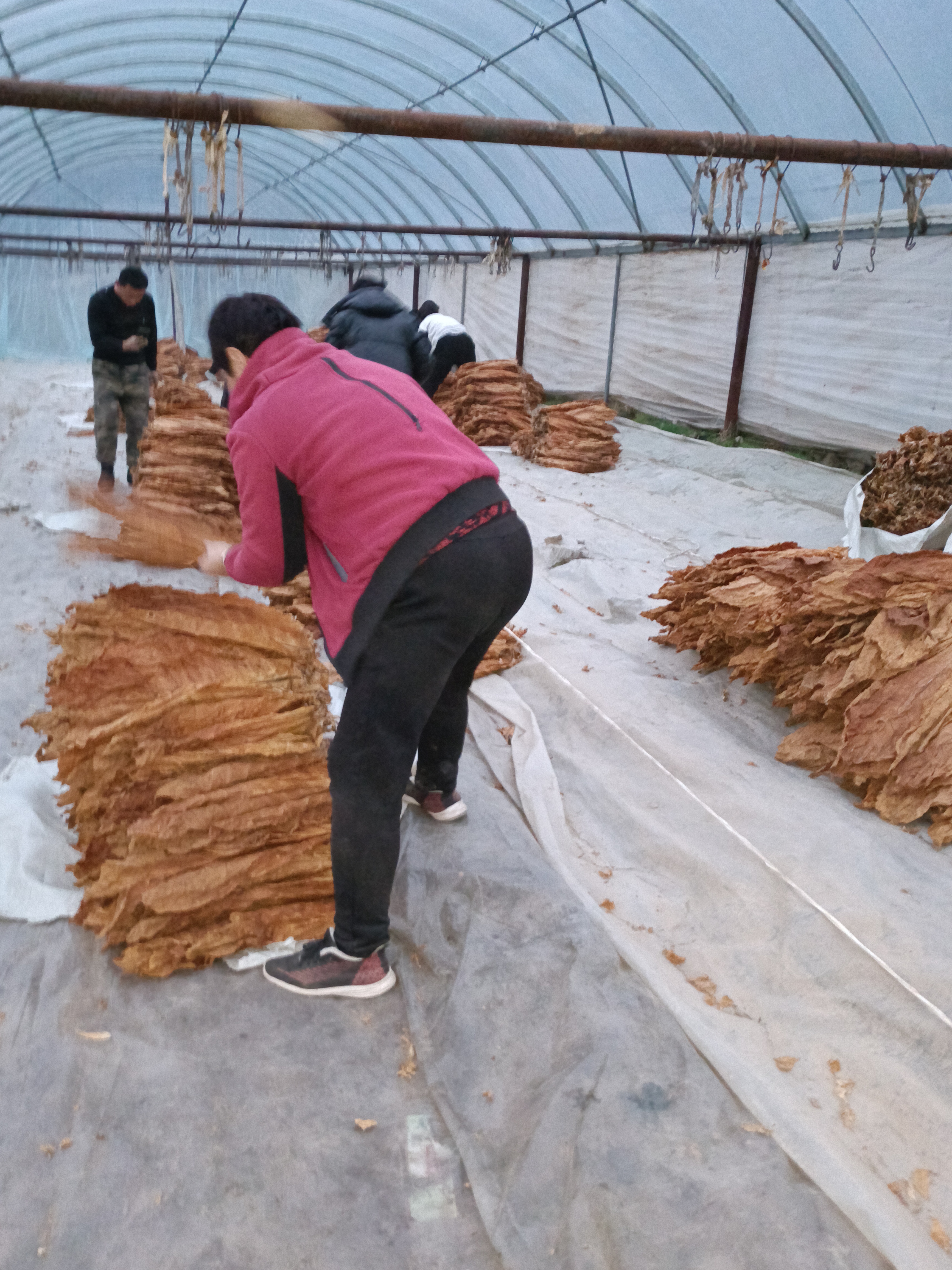 夹皮沟旱烟历史悠久,种植百年历史,农家肥,豆饼肥栽培种植,手工筛选