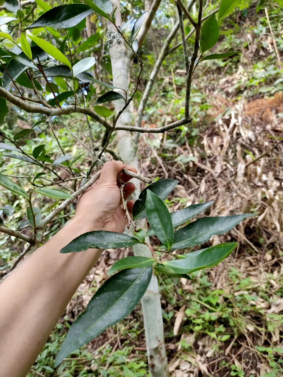 普洱茶之源1 目前云南出产的普洱茶,选不说混釆和并配茶,所谓的纯料茶