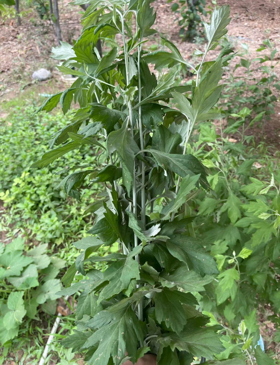 端午节快到了,家家户户门口挂艾草是传统习俗,但你知不知道挂艾草杏 