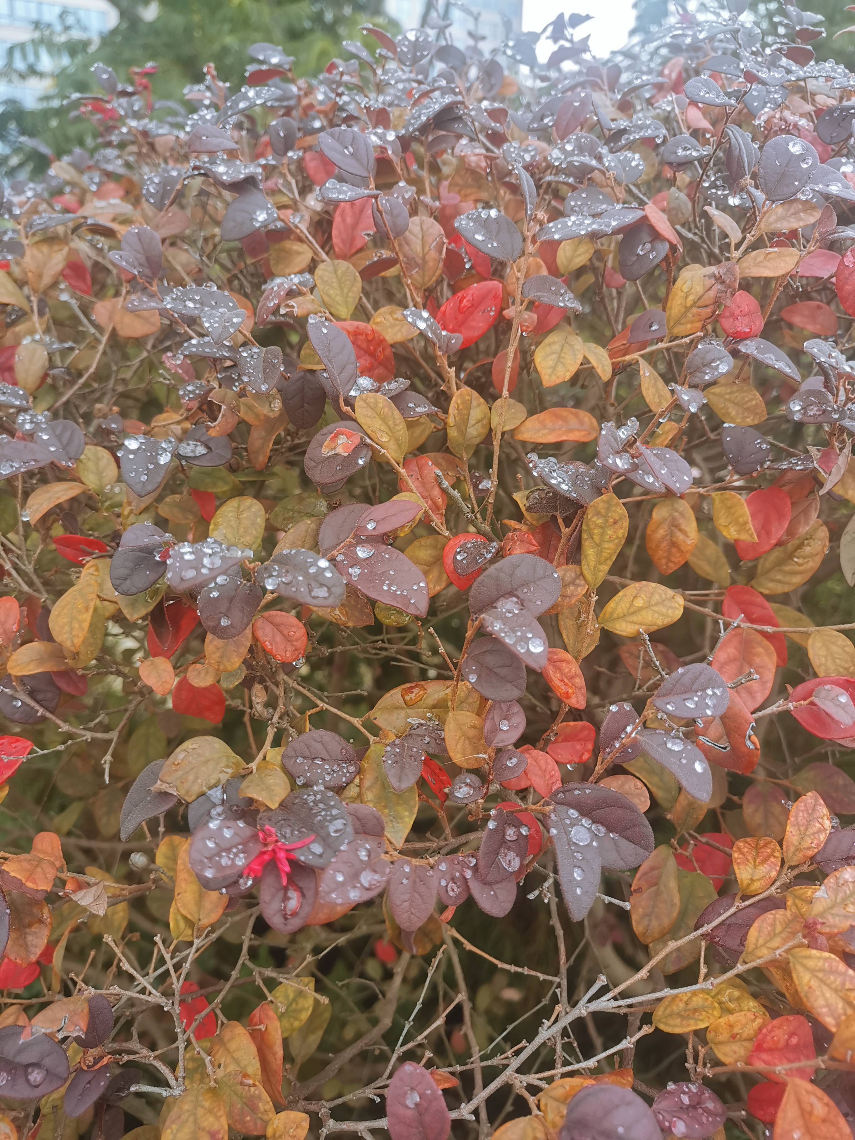 小时候看着地上爬出来的蚂蚁会跟着它们找到老巢再树枝探进洞口试