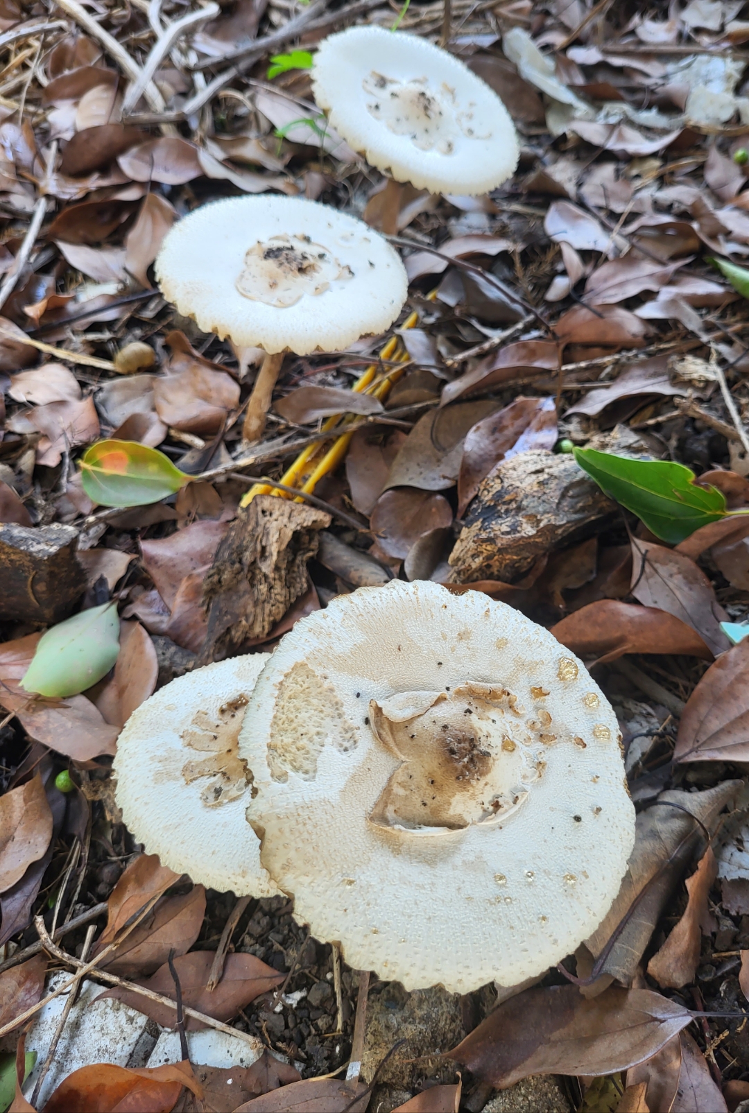 大型真菌基本构成为子实体和菌丝体,子实体形态多样,有伞状,笔状等