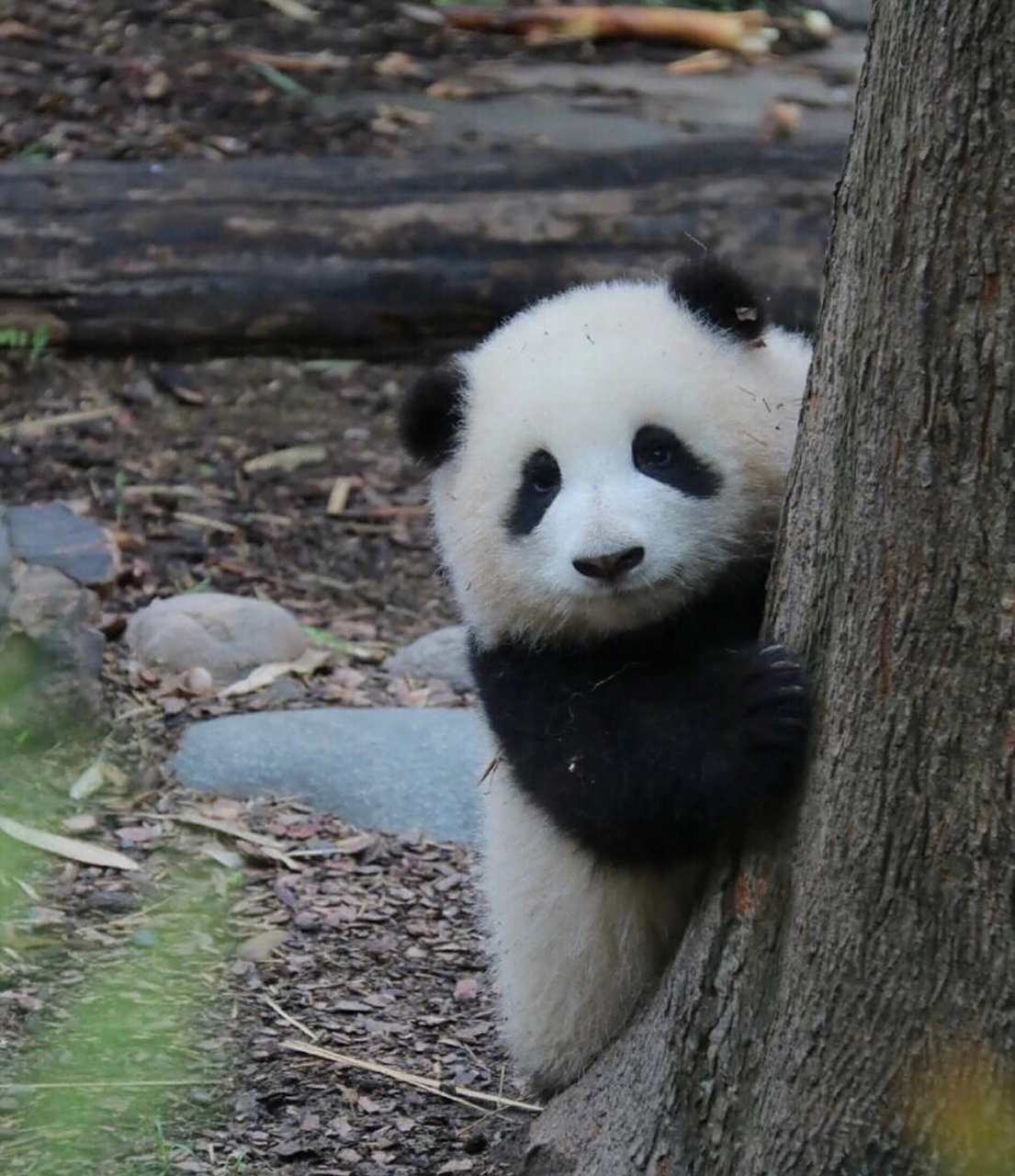 熊猫开会  缺席了 有小鸟一样眼神的丫丫? 还是 都是不同时期的花花?