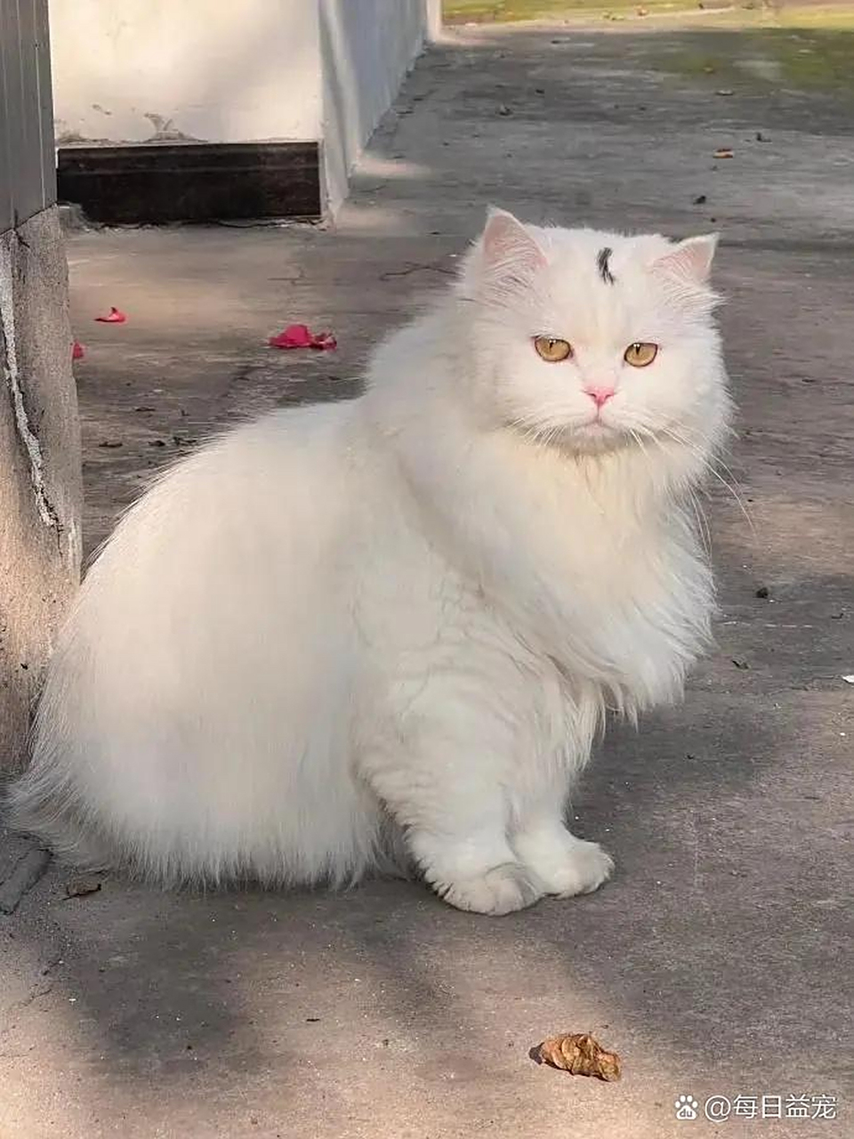 人间富贵猫  额间有月牙 围脖儿皮毛一体 无论正脸 侧脸 一律颜值爆表