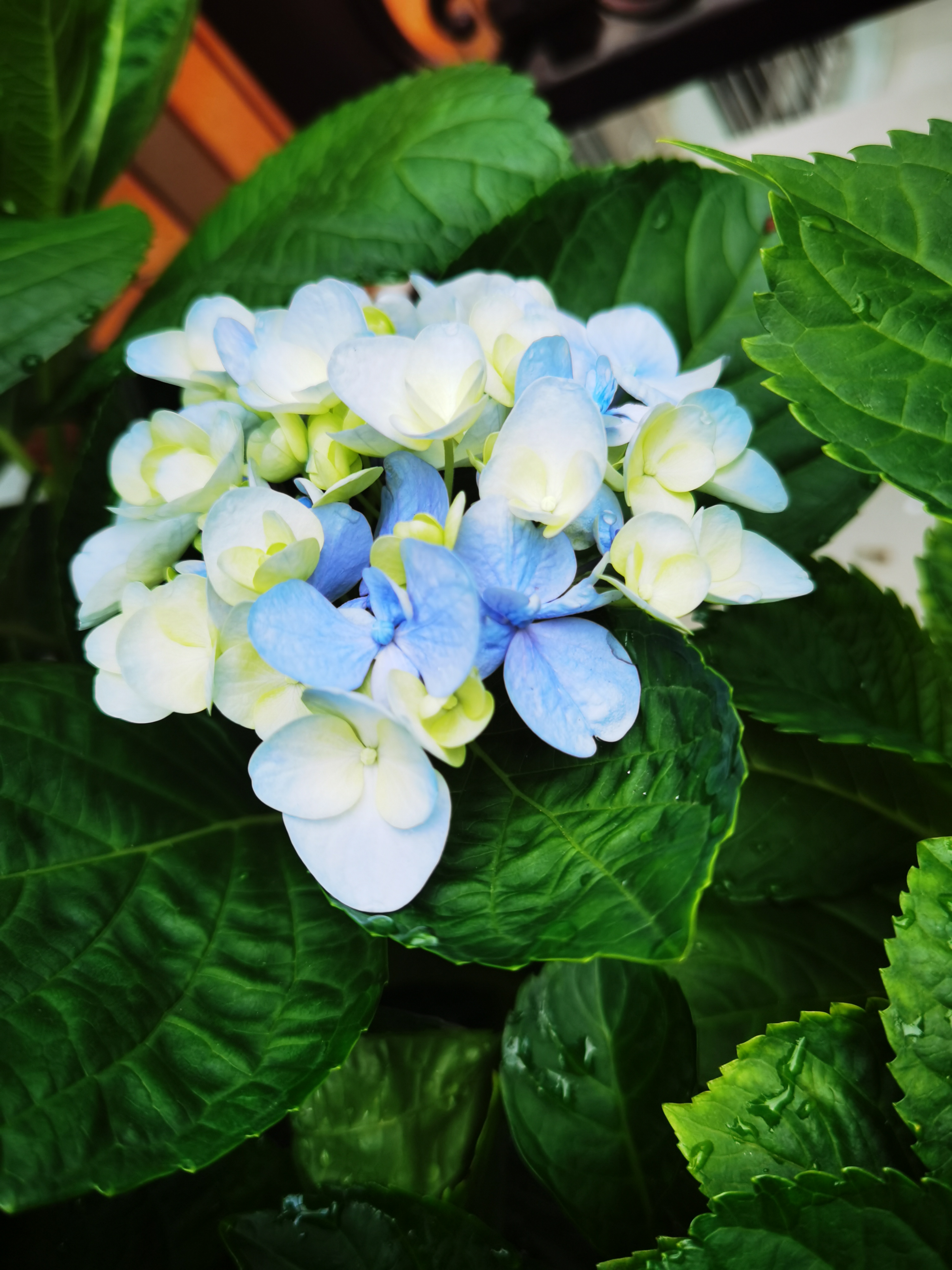 绣球花正艳的初夏 最早感受到绣球花的是日本动画片里的千与千寻