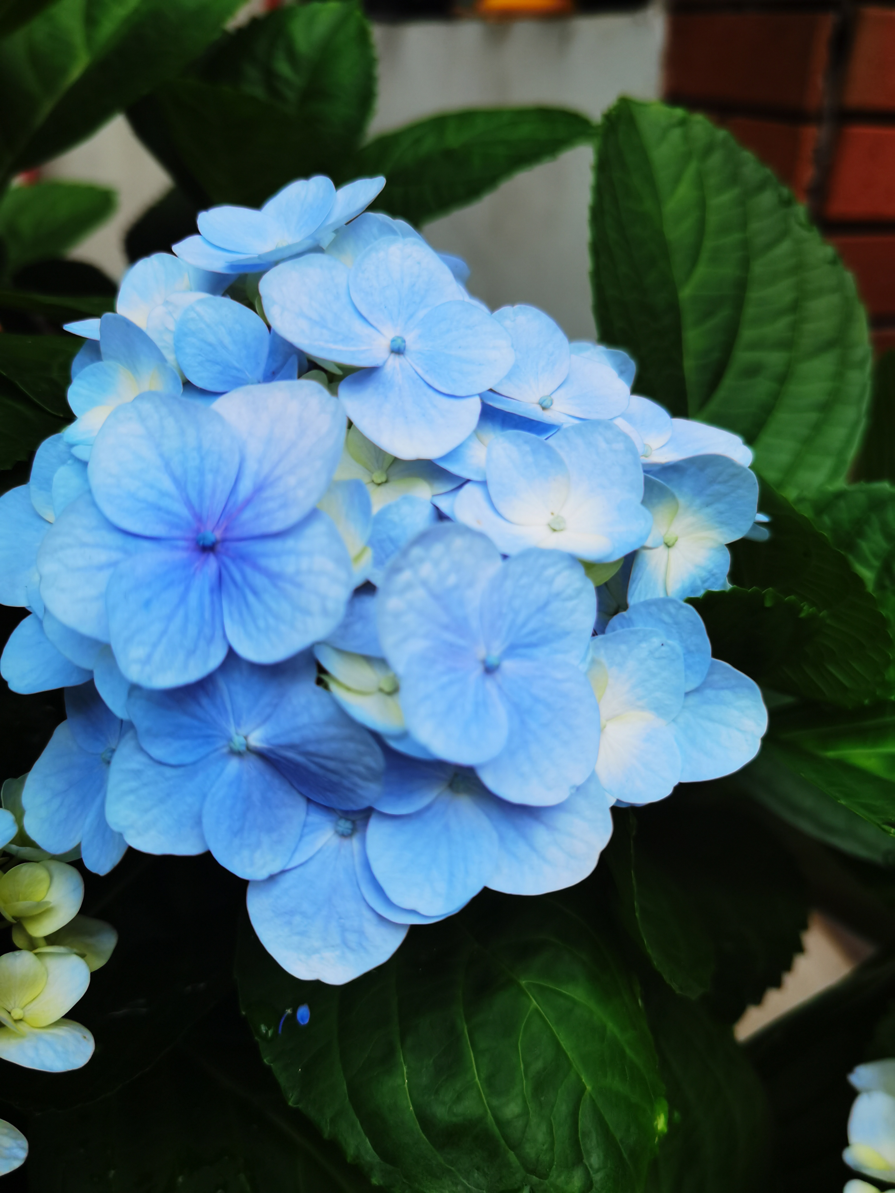 绣球花正艳的初夏 最早感受到绣球花的是日本动画片里的千与千寻