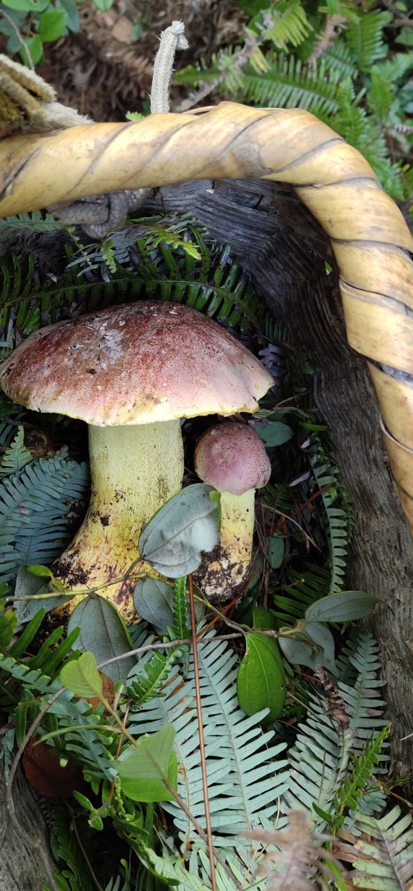 桂东特产【黄菌】