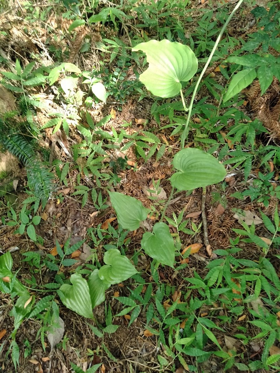 这儿多母苦你们见过吗药用价值非常高