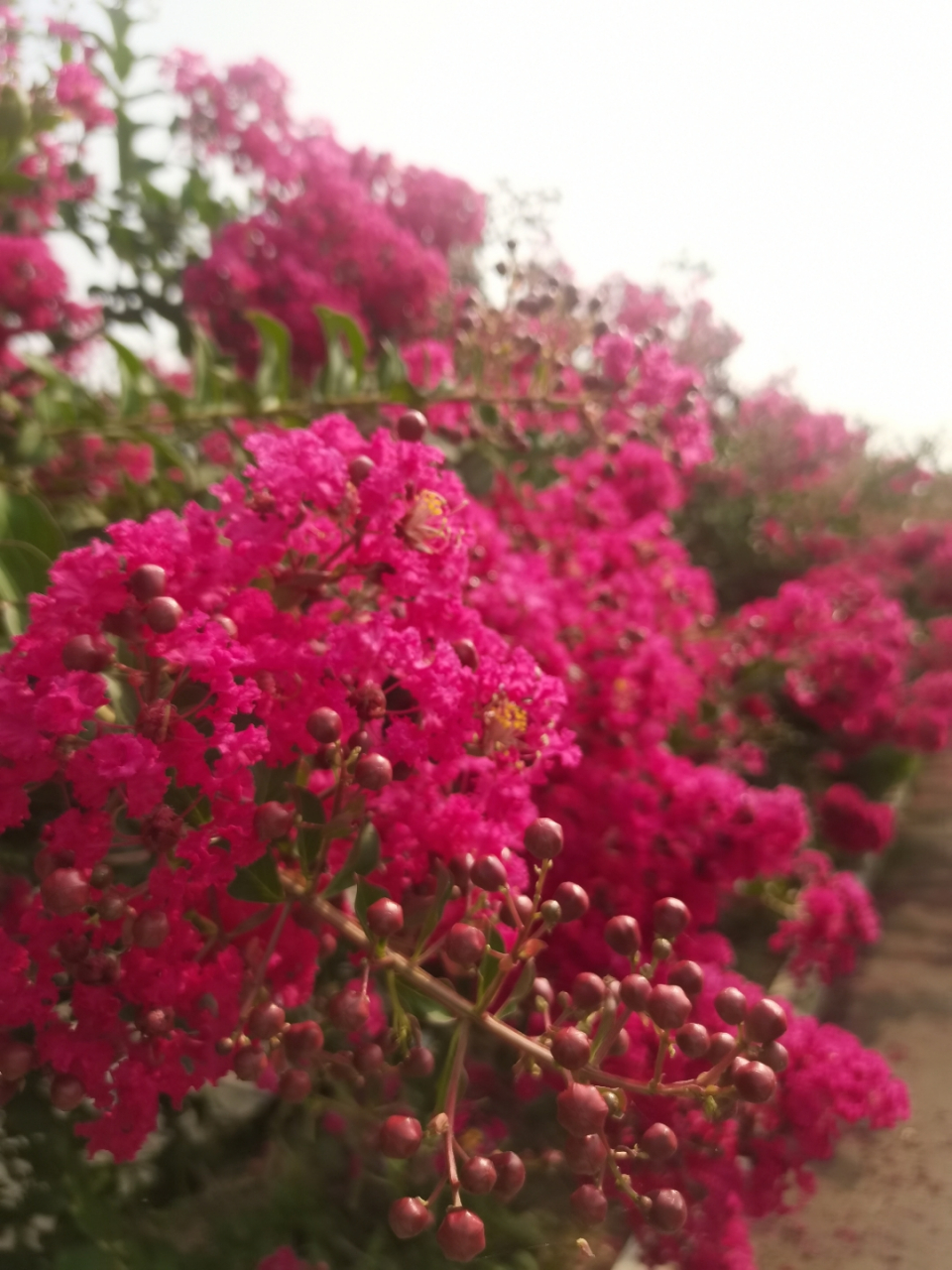 济宁紫薇小镇万亩花海 #花草种植