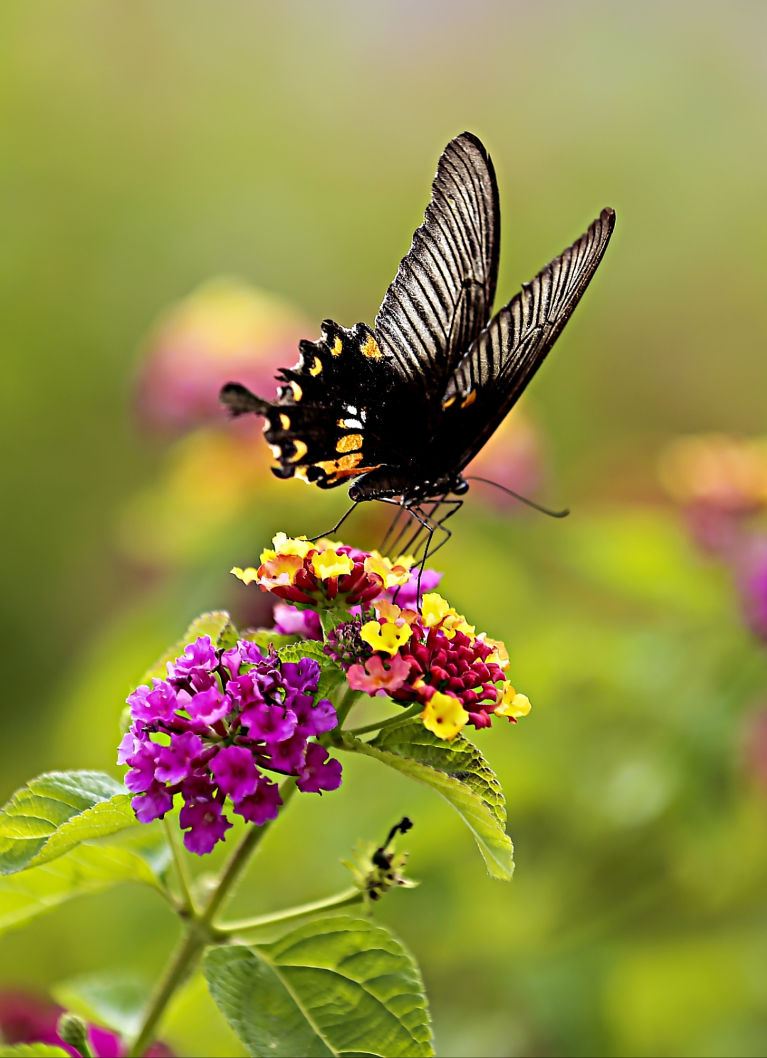微风拂过,花影与蝶影共舞,绘就一幅灵动绚烂的夏日画卷