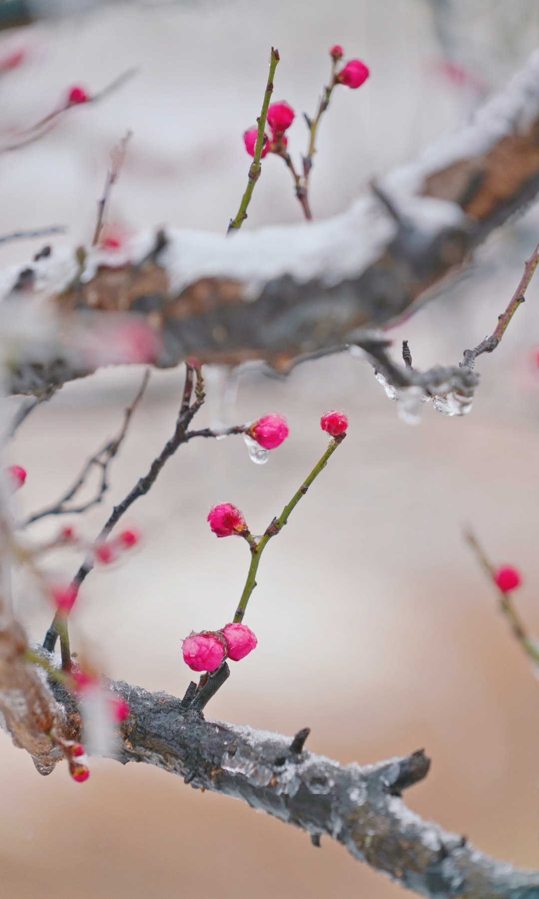 【红梅品格】 寒冬腊月,万物凋零,梅花却傲然绽放,为冬日增添了一抹