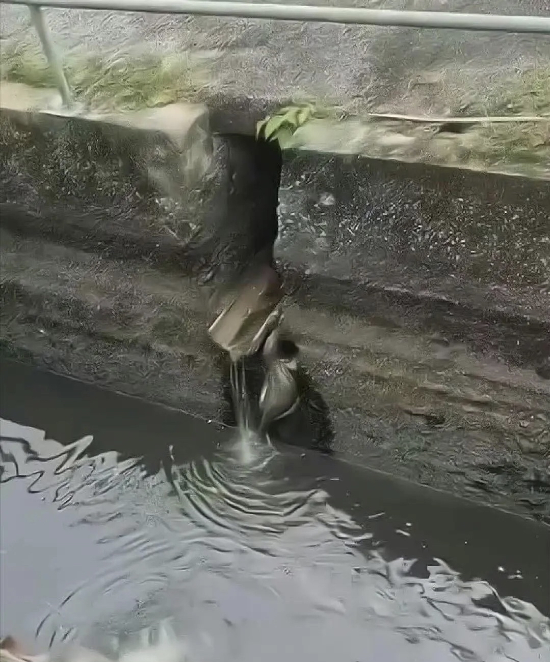 乌龟没有壳图片