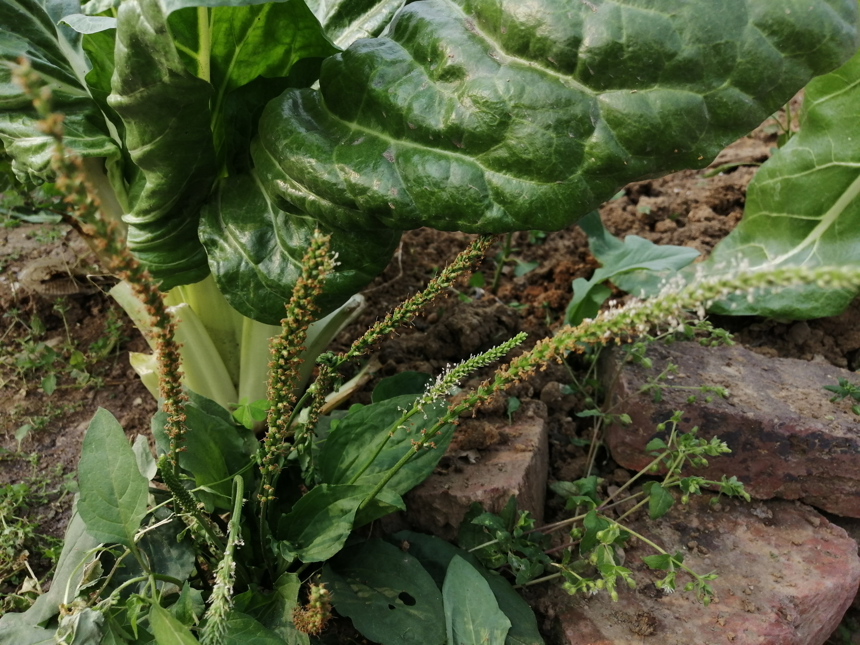 广西来宾农村的菜园里面,种植有这种牛皮菜,牛皮菜它也叫厚皮菜,在