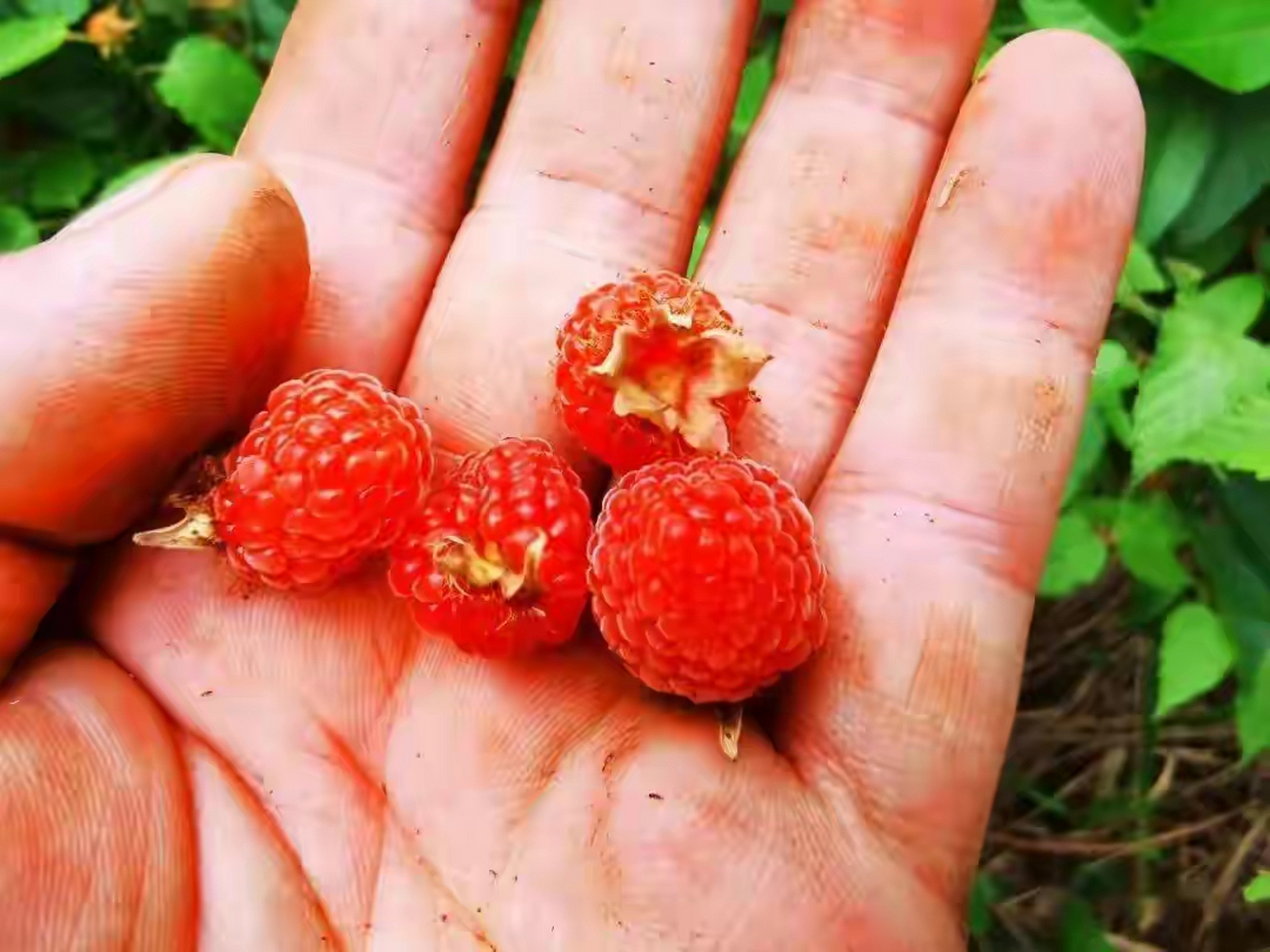 在这个清明节,农村山上很多的野果都可以吃了,在湖南新化农村山上,这