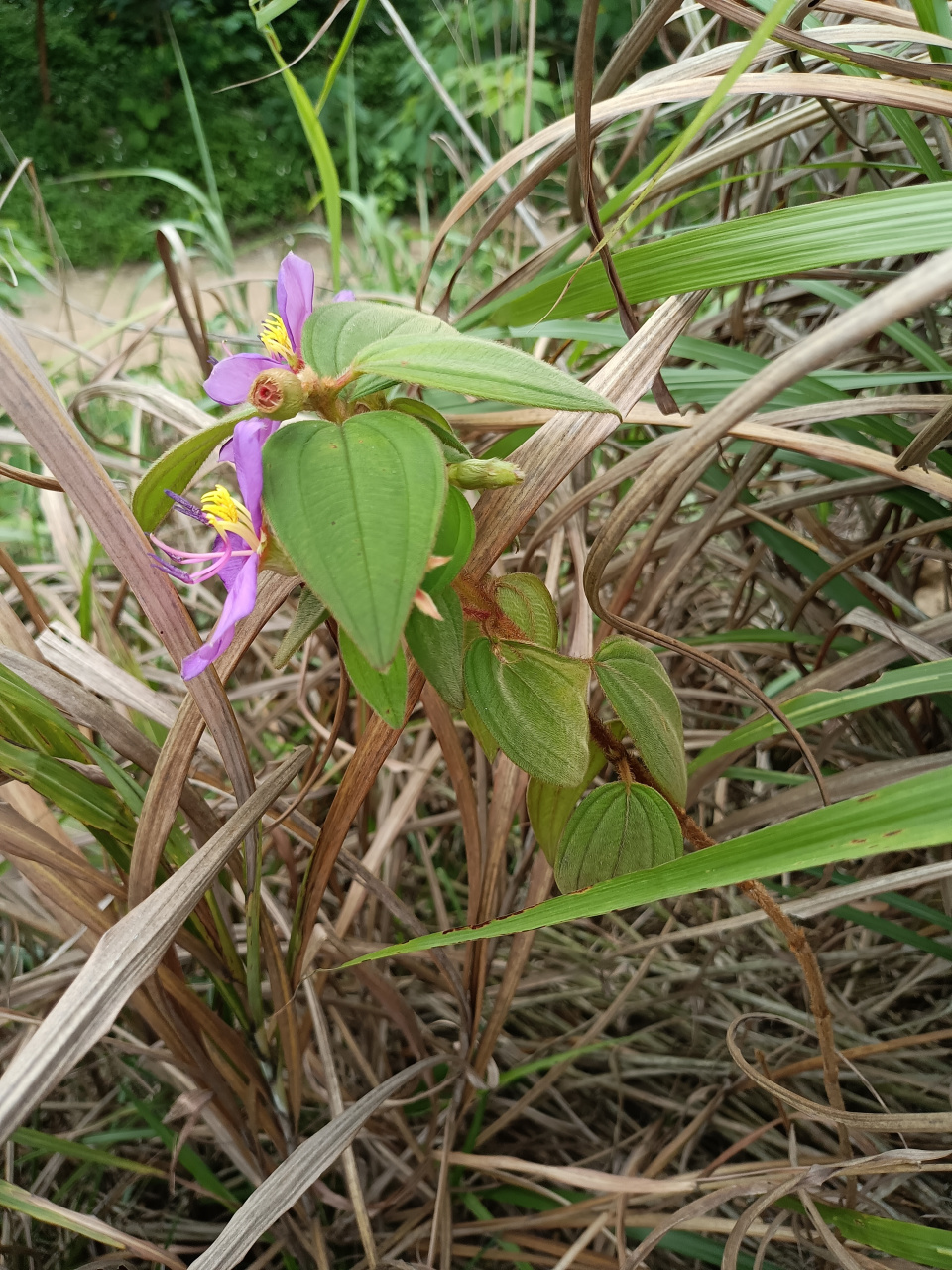 植物科普#   本来想去山上挖点桃金娘,山上太难找了,到处都是桉