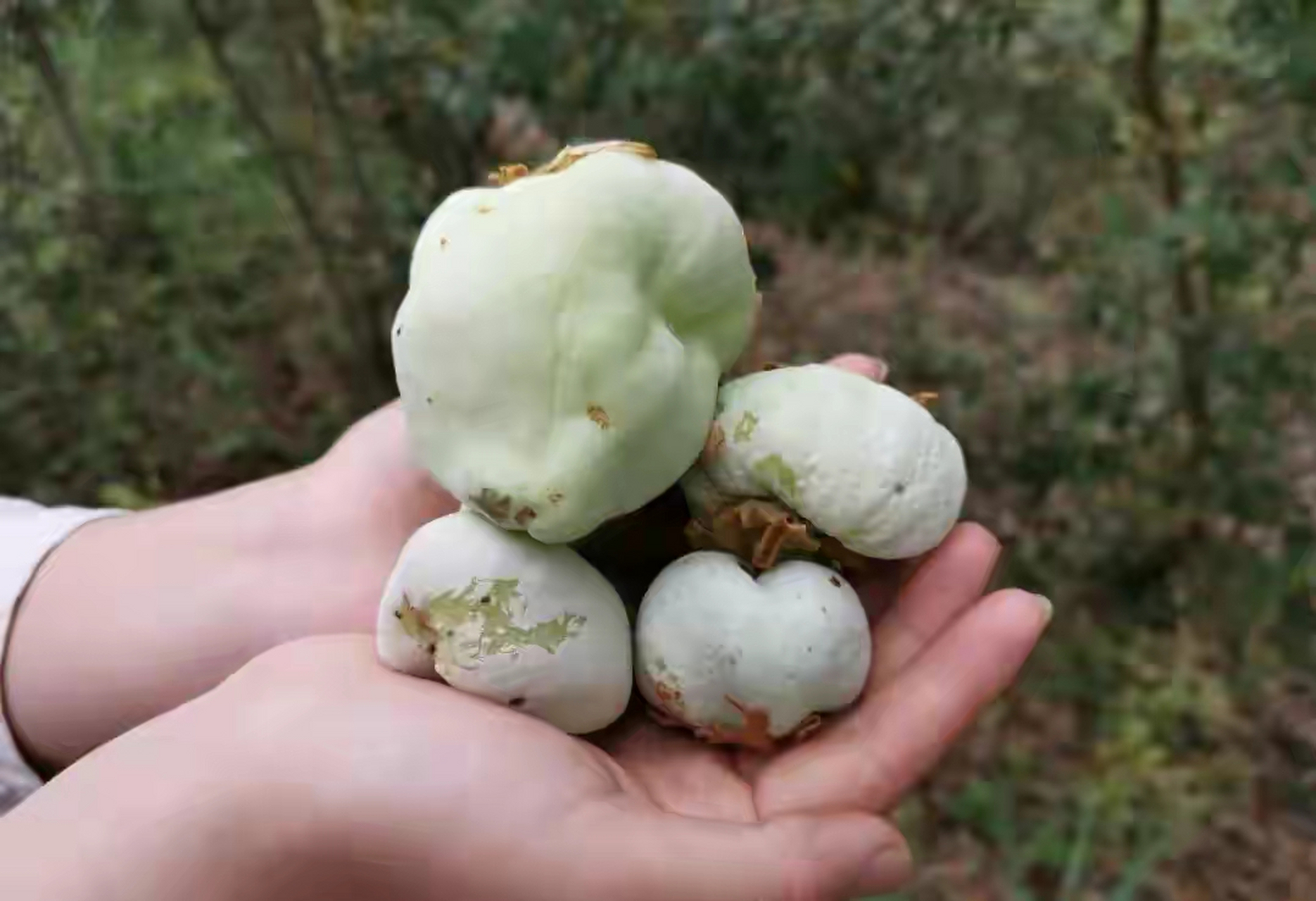 在这个清明节,农村山上很多的野果都可以吃了,在湖南新化农村山上,这