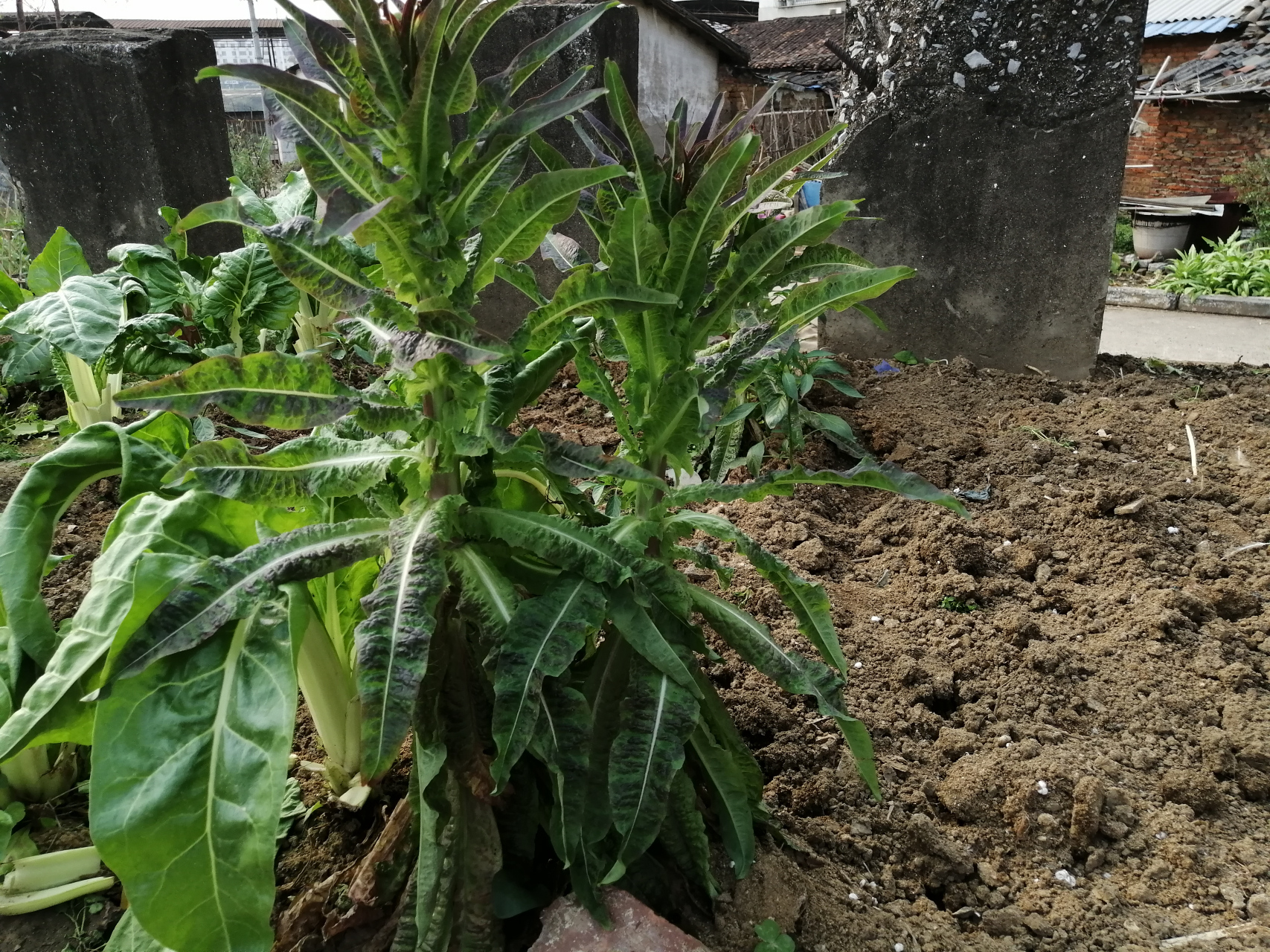 因為這種牛皮菜,它種植起來比較簡單,也不要打蟲.