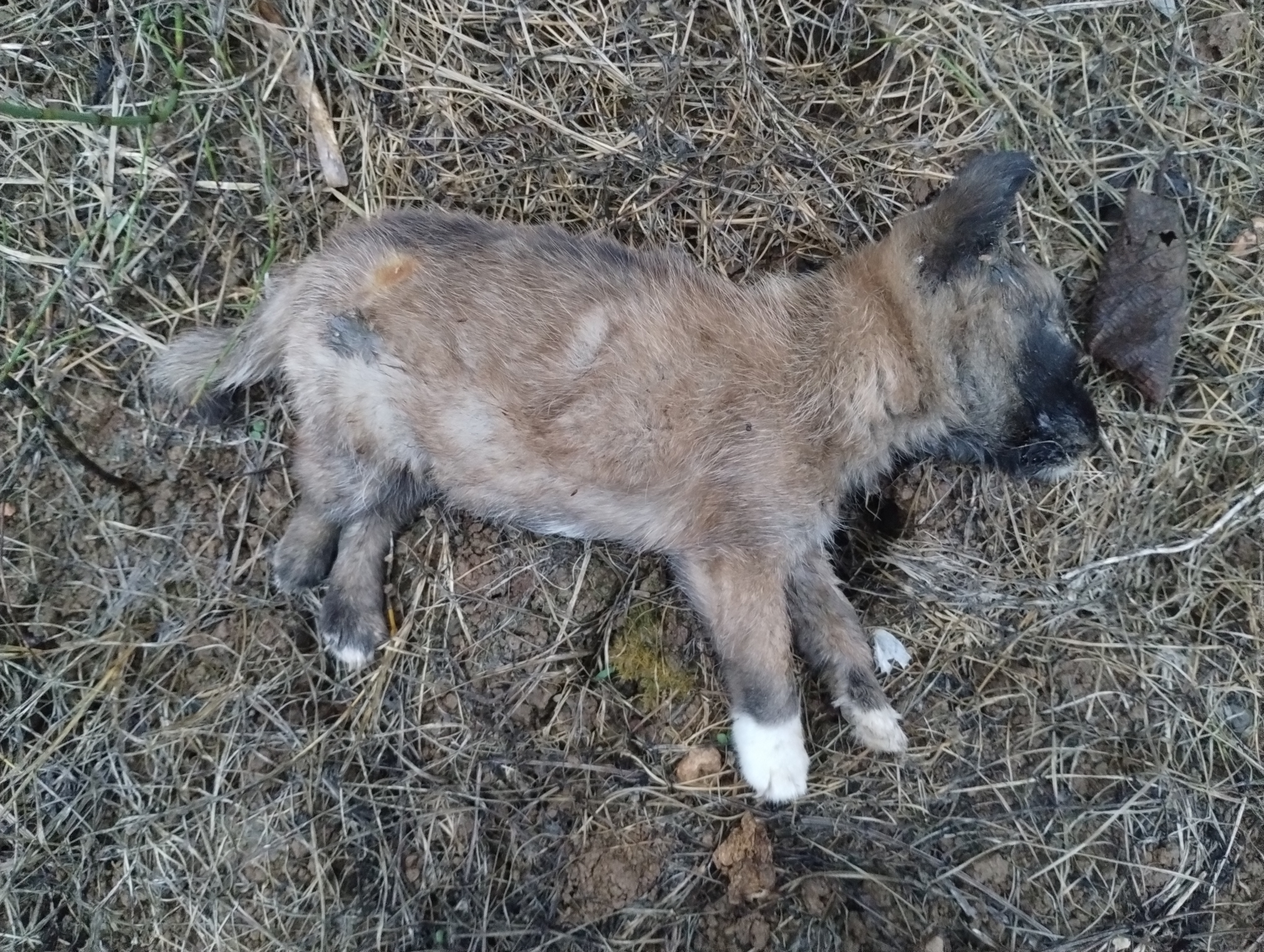 在我家喂了29天的狗狗死了,真是让我痛心不已!