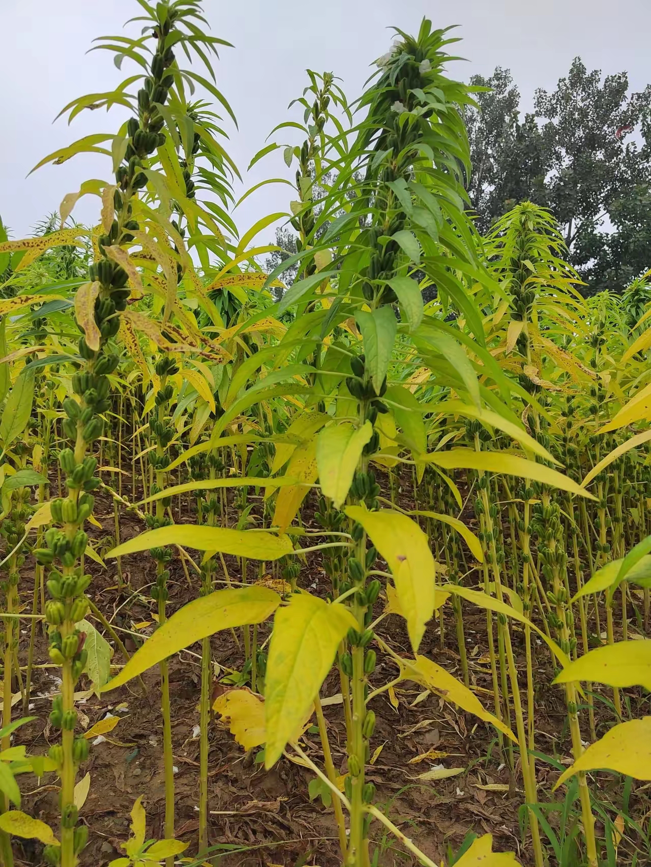 香芝麻叶树图片图片