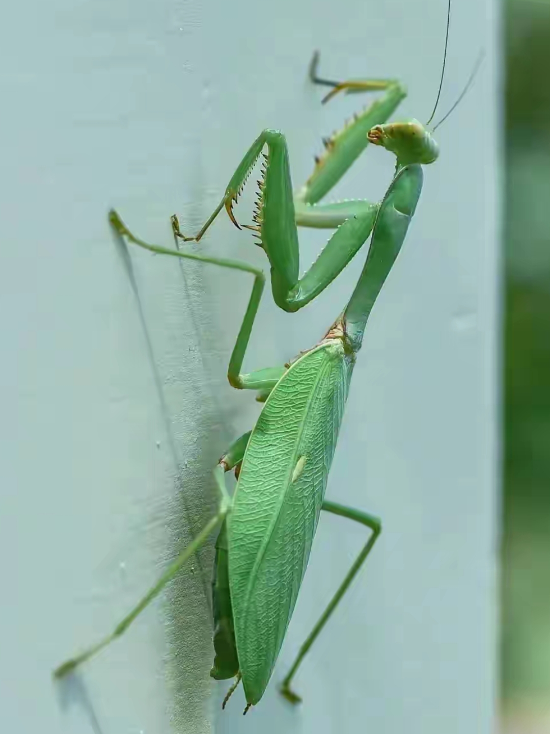 螳螂的照片大全大图