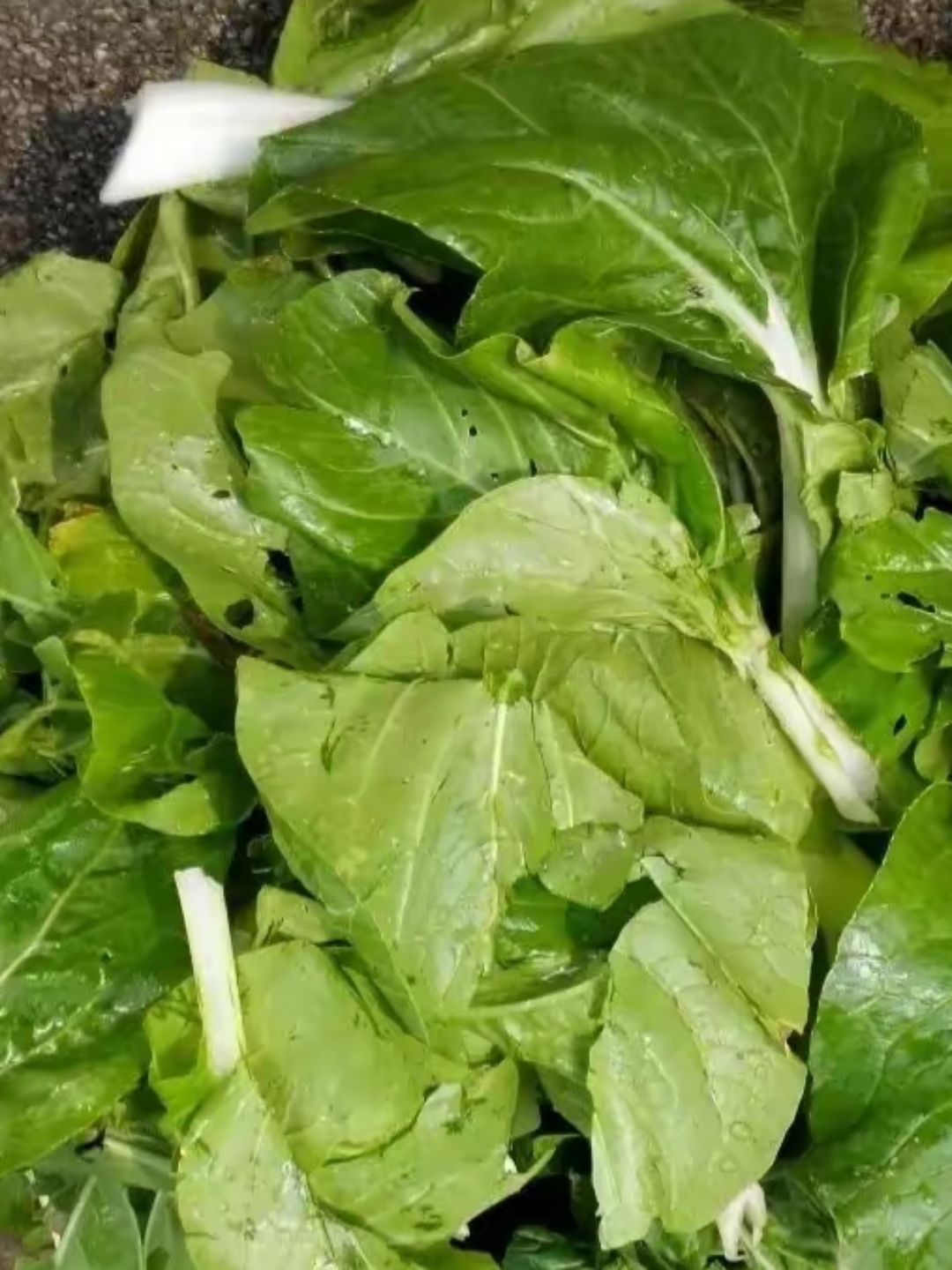 今天有一位老太太来购物,仔细看了一圈,抱怨摆在店里的青菜不新鲜.