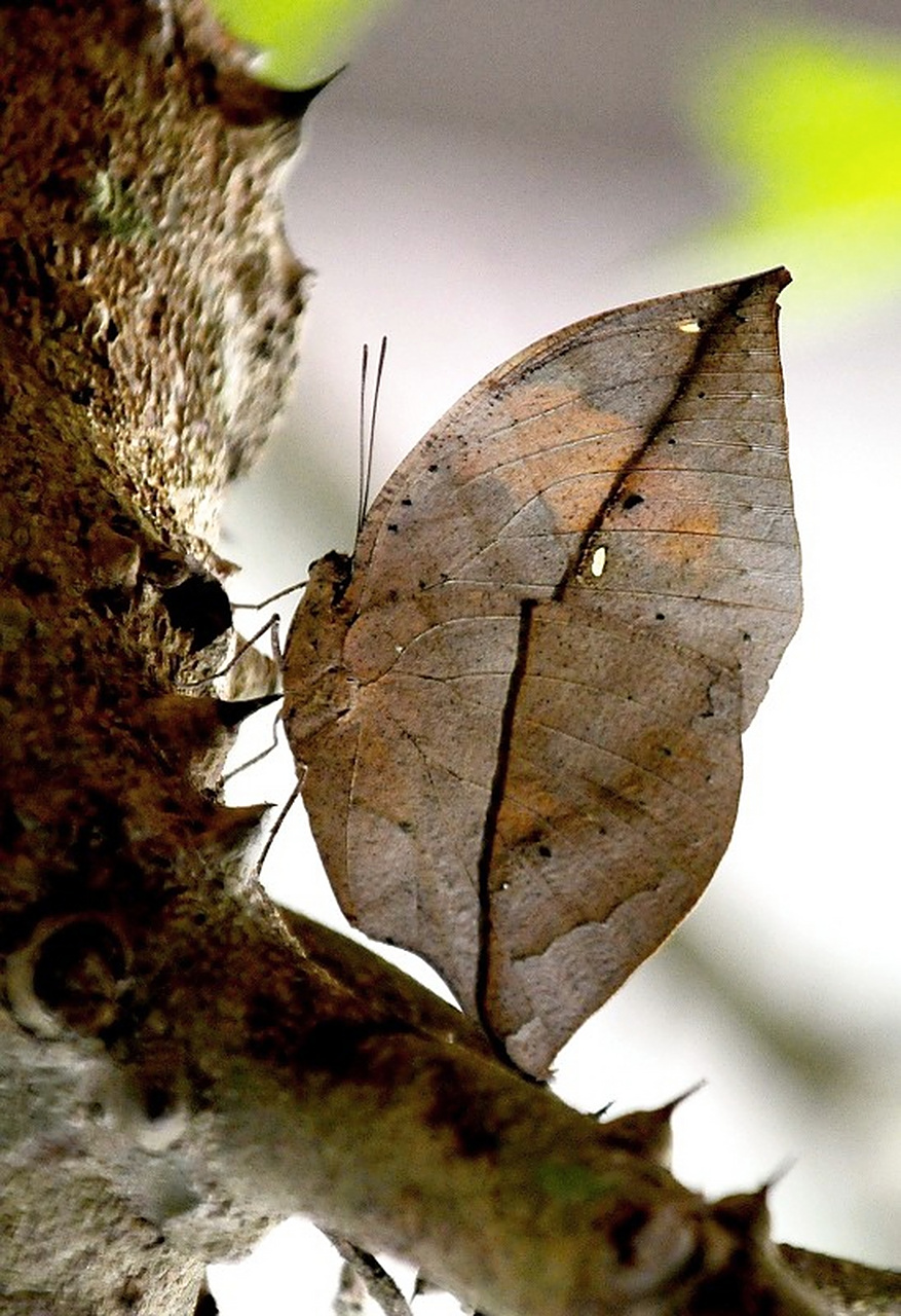 枯叶蝶,这是一种独特而美丽的蝴蝶,其名字源于其翅膀的独特颜色和形状