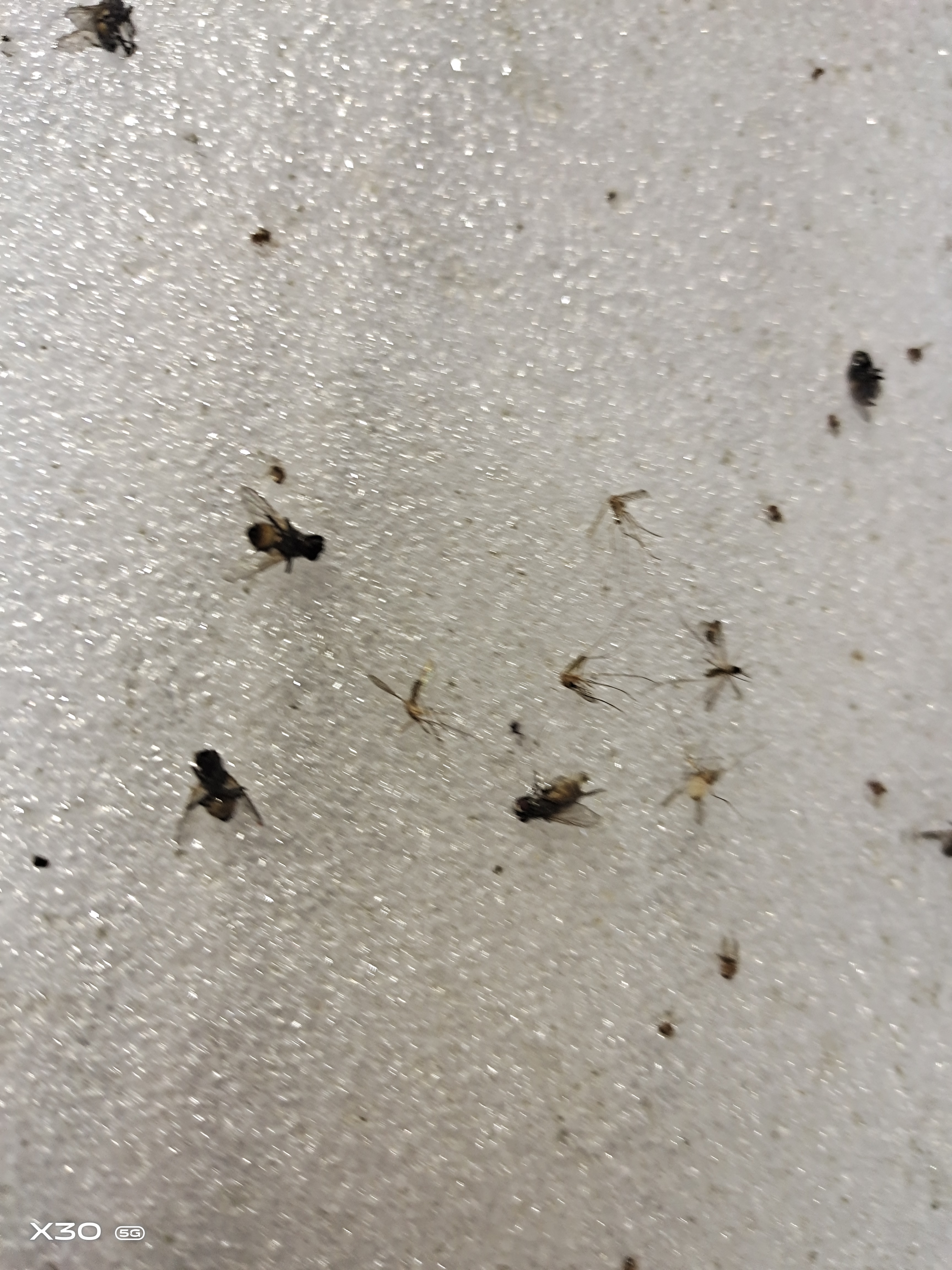应该是外来物种的蚊子黑白花的,为什么发表它呢,因为这些黑白花蚊子