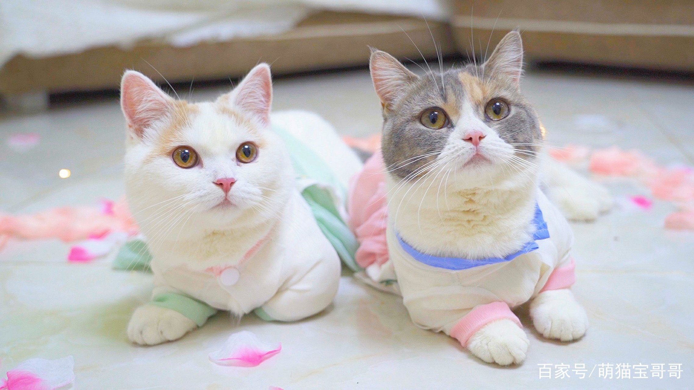 大家临近考试了吧@学生党     可怜的00后  好想当只猫啊!