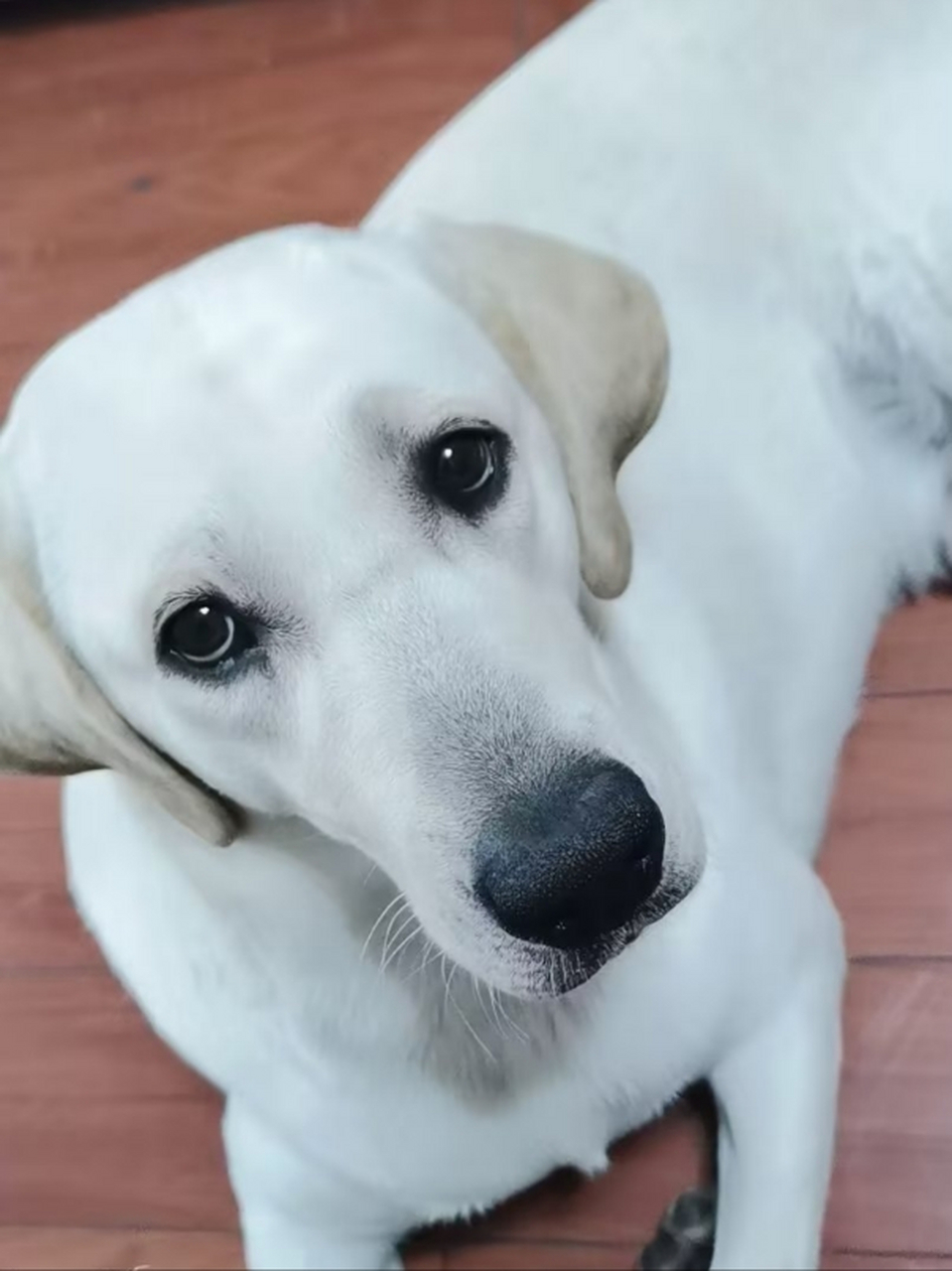 95不过话说回来,这只大白