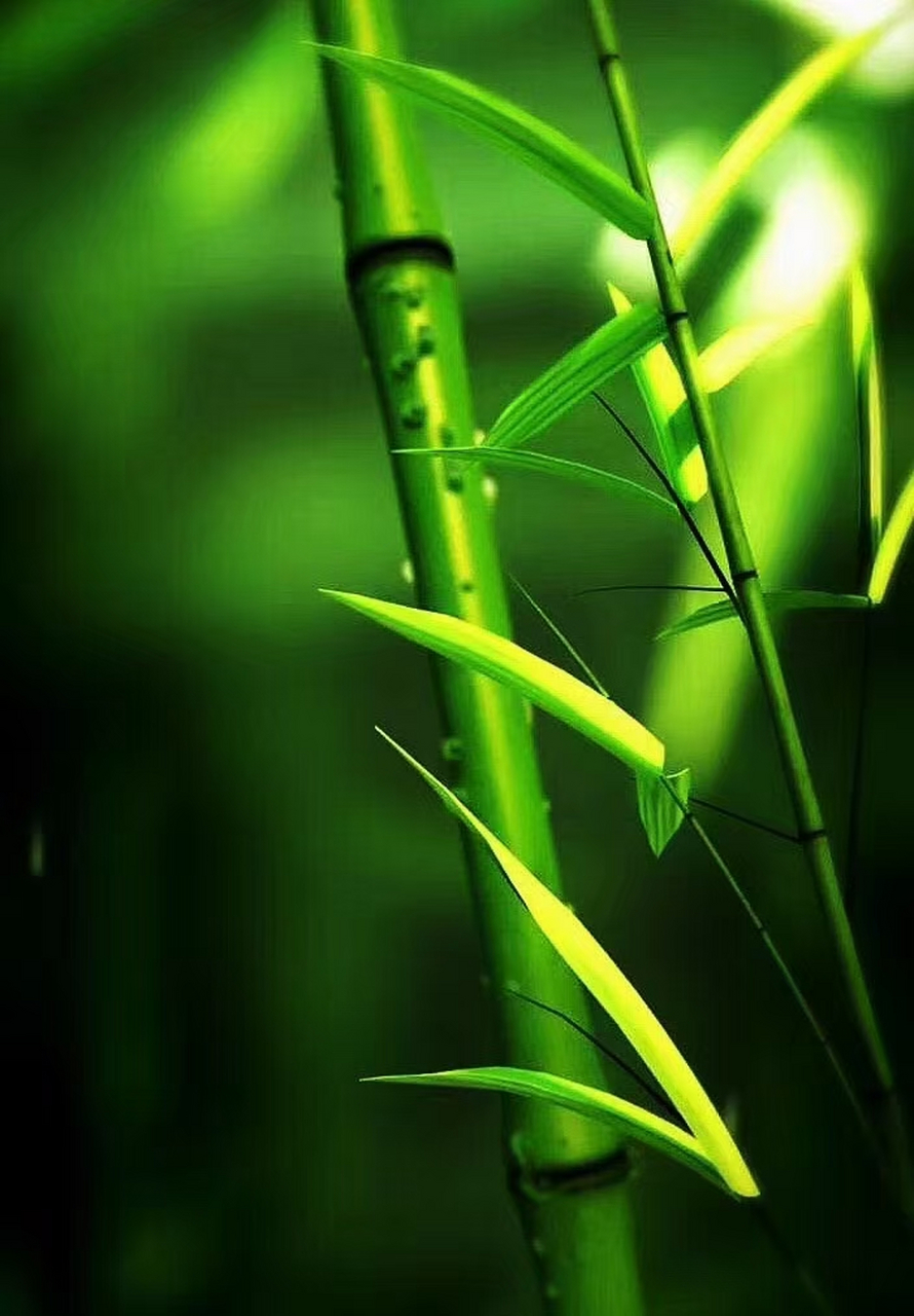 翠竹  葱葱翠竹立园间, 潇洒直性向云端.