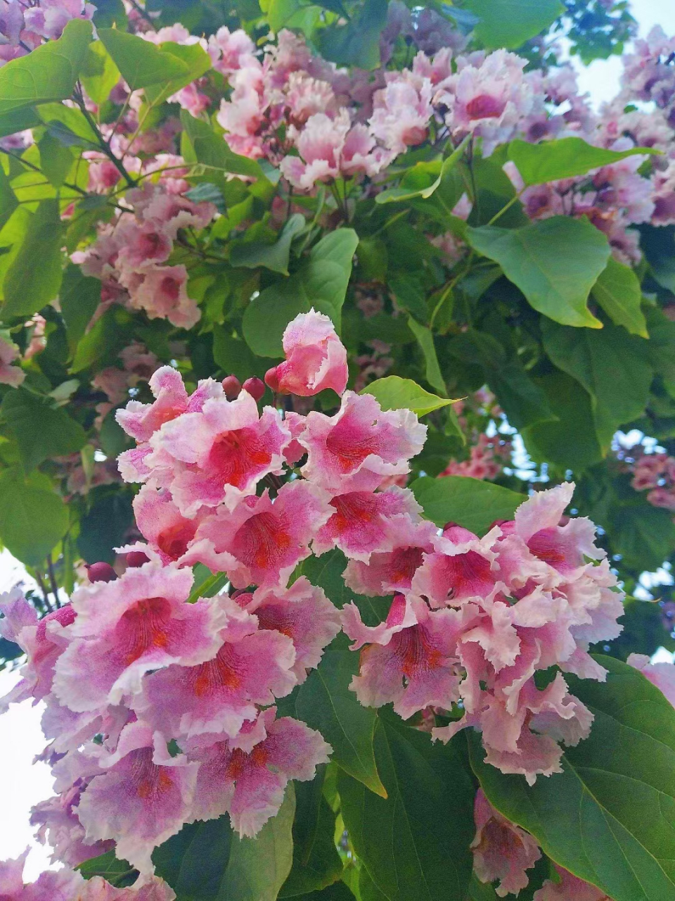 高情逸致何人解, 守得清芬岁月芳.